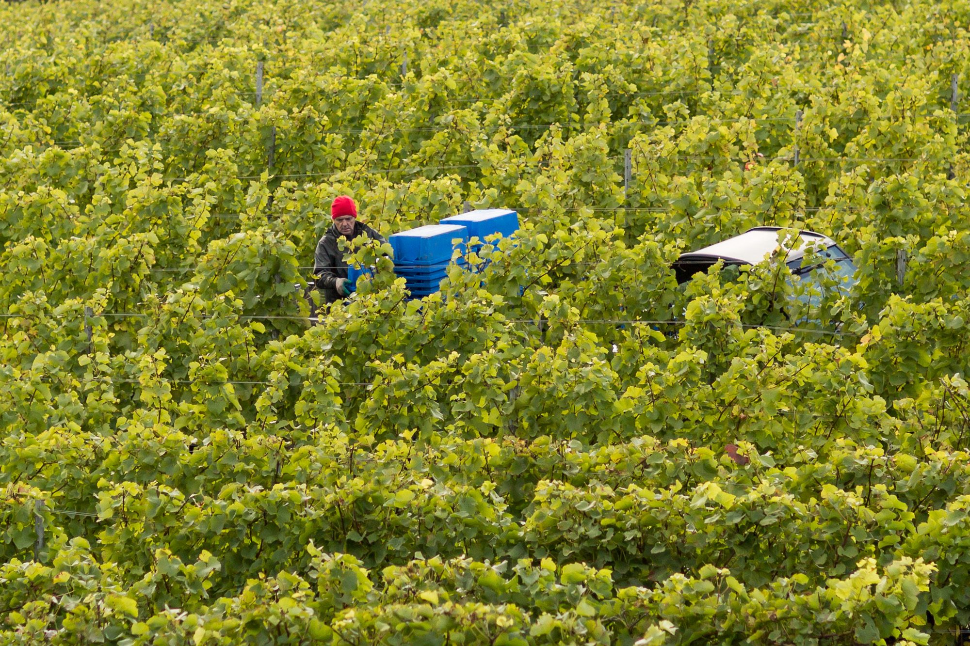 Man Among the Vines
