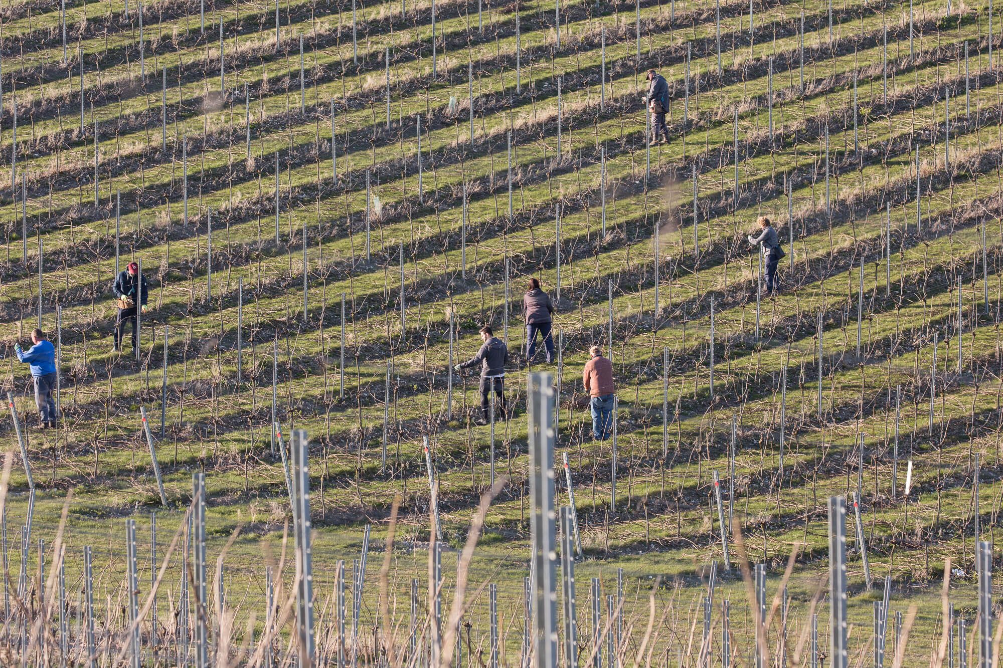 Social Distanced Pruning