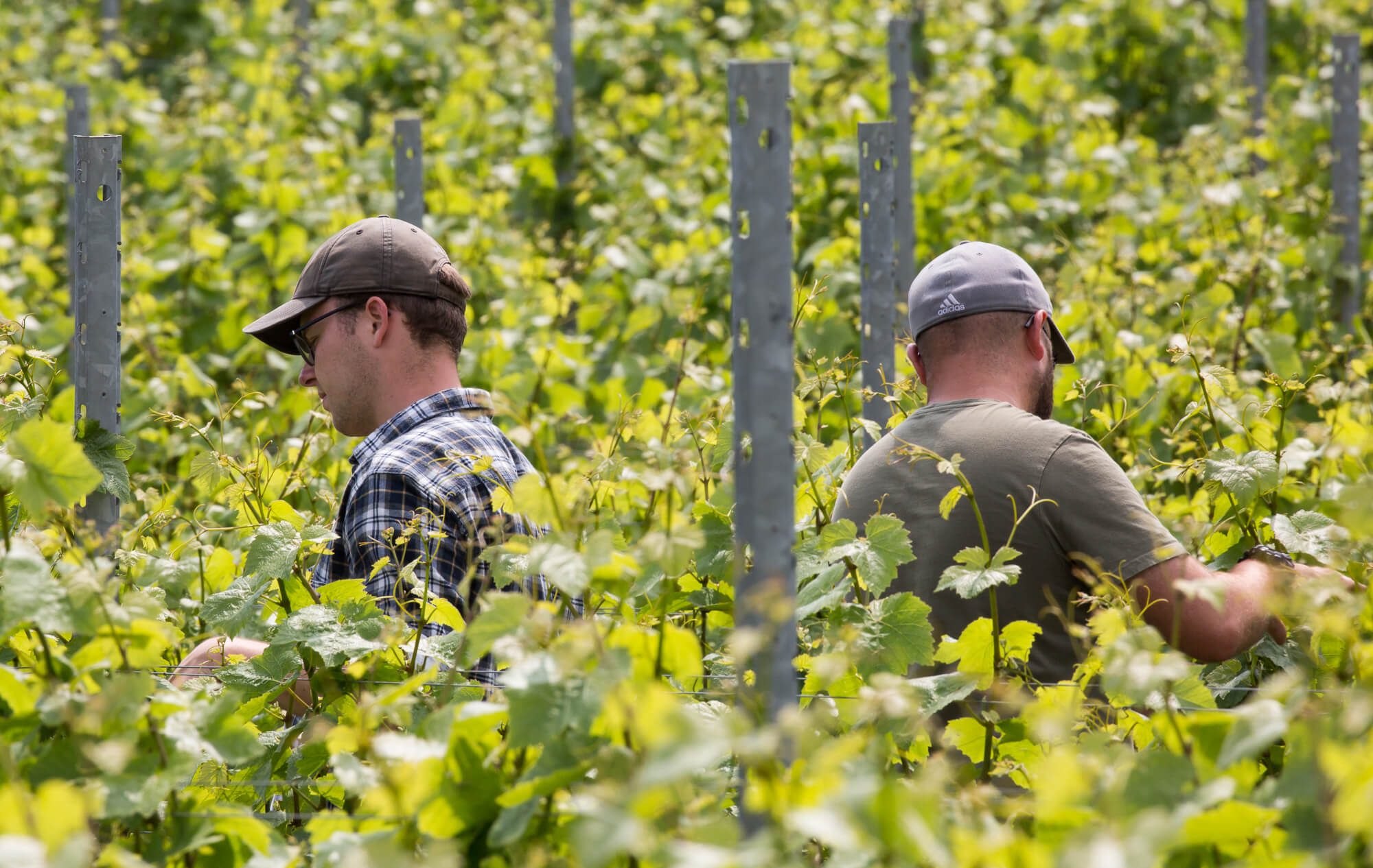 Men Working in Vineyard