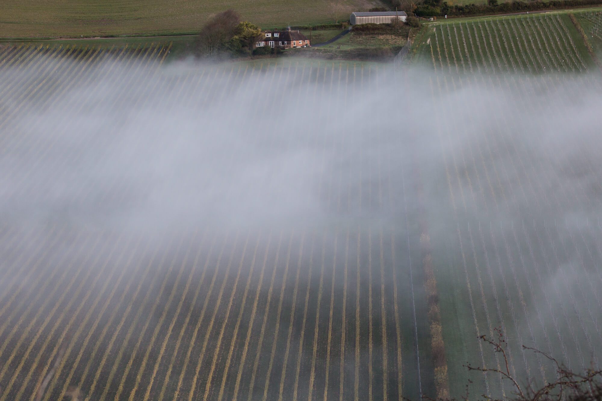 Mist of the Vineyard