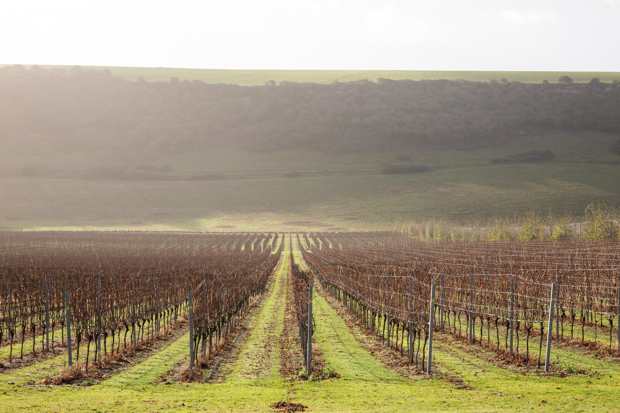 Misty Vineyard