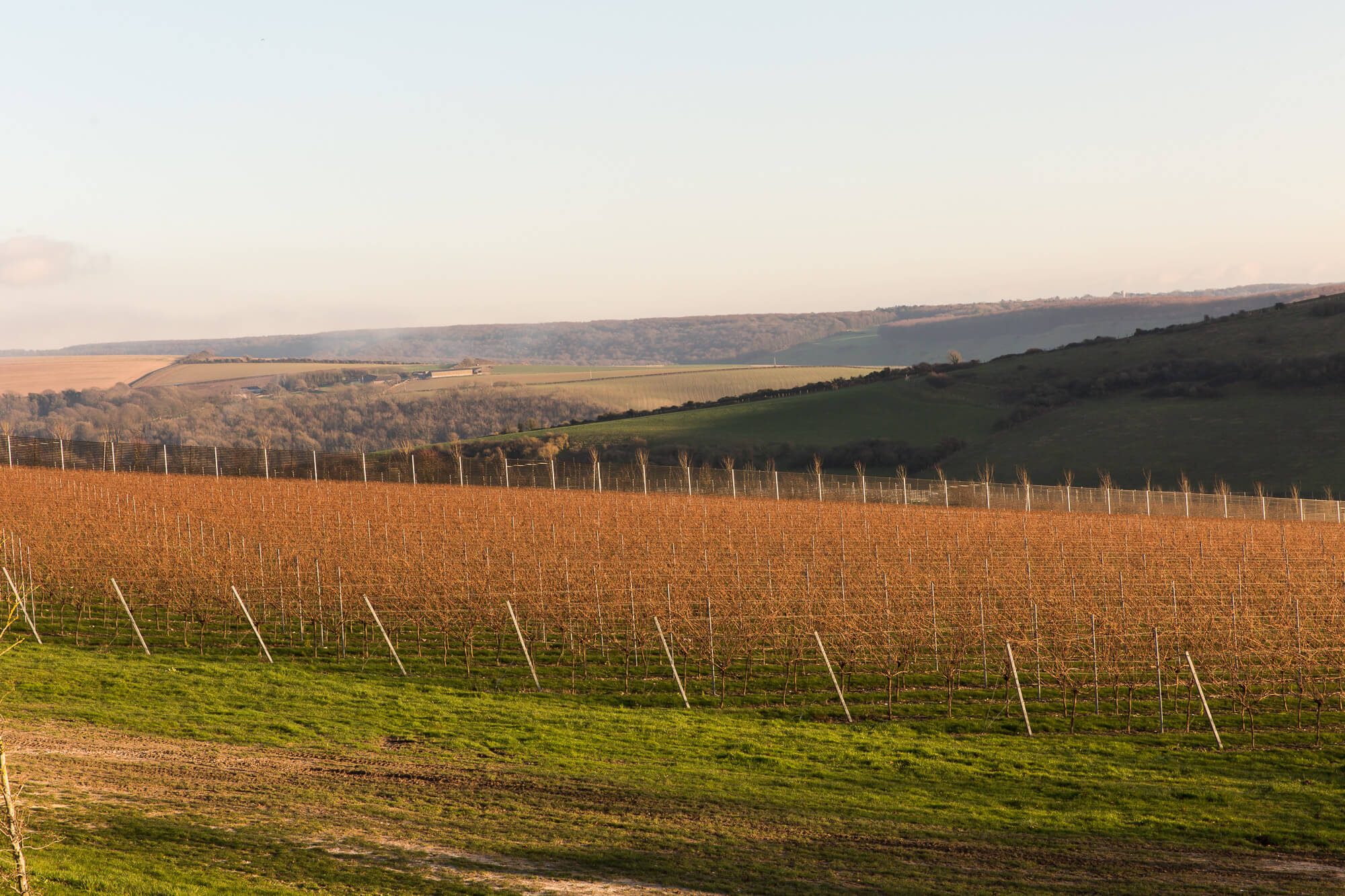 Morning Sun on the Vineyard