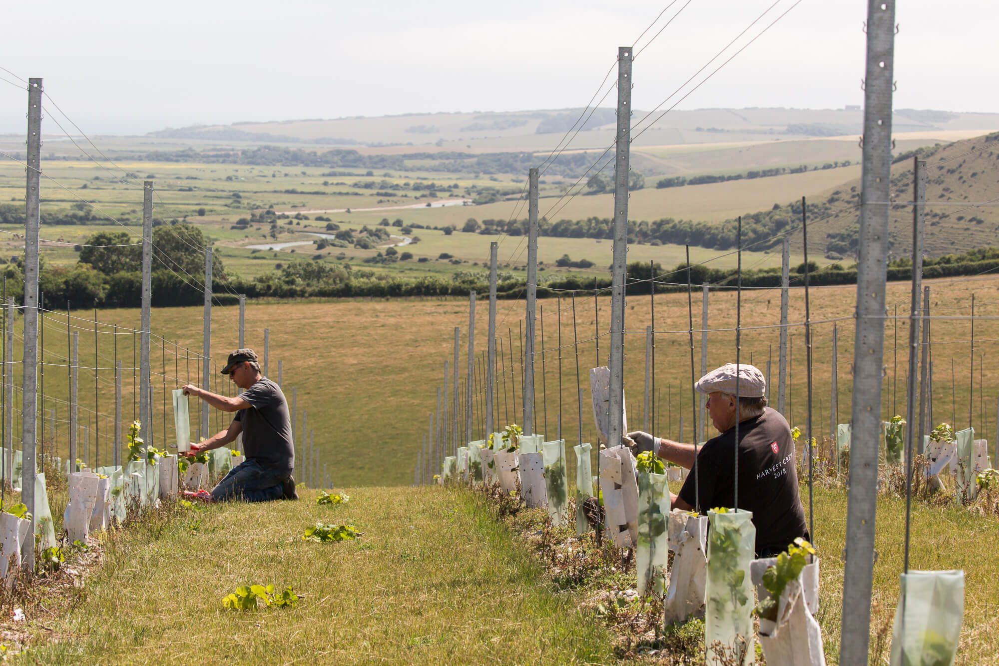 Vineyard crew tending new plantings