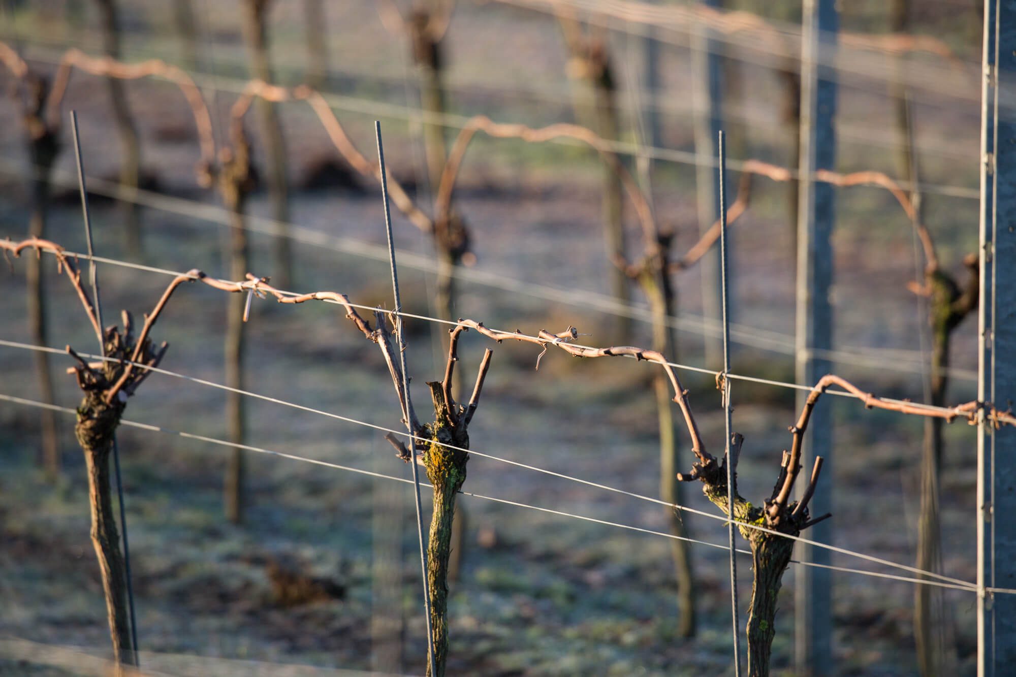 Pruned Vines