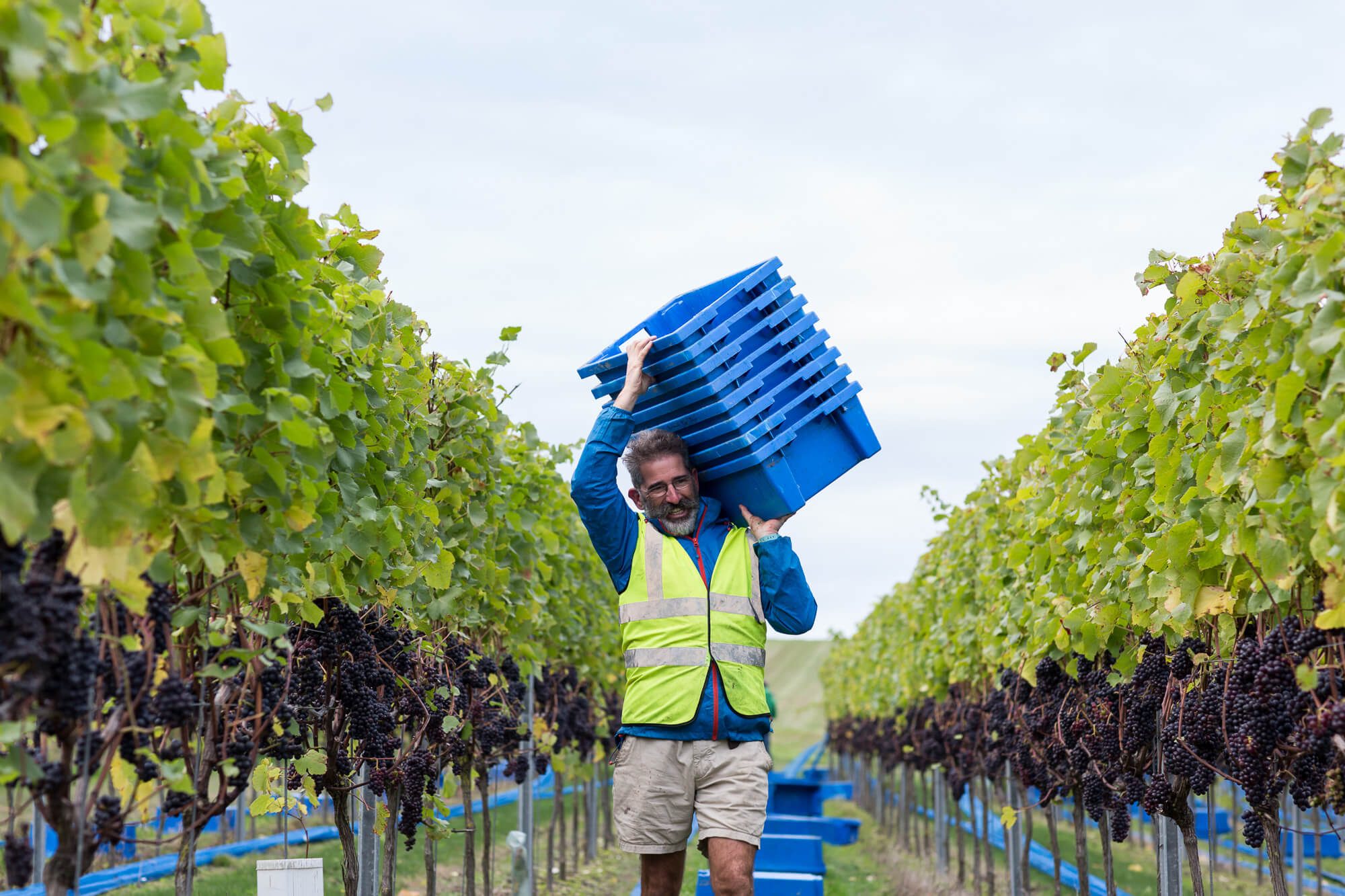 Man carrying grape picking boxes