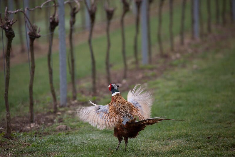 Partridge in the Vineyard