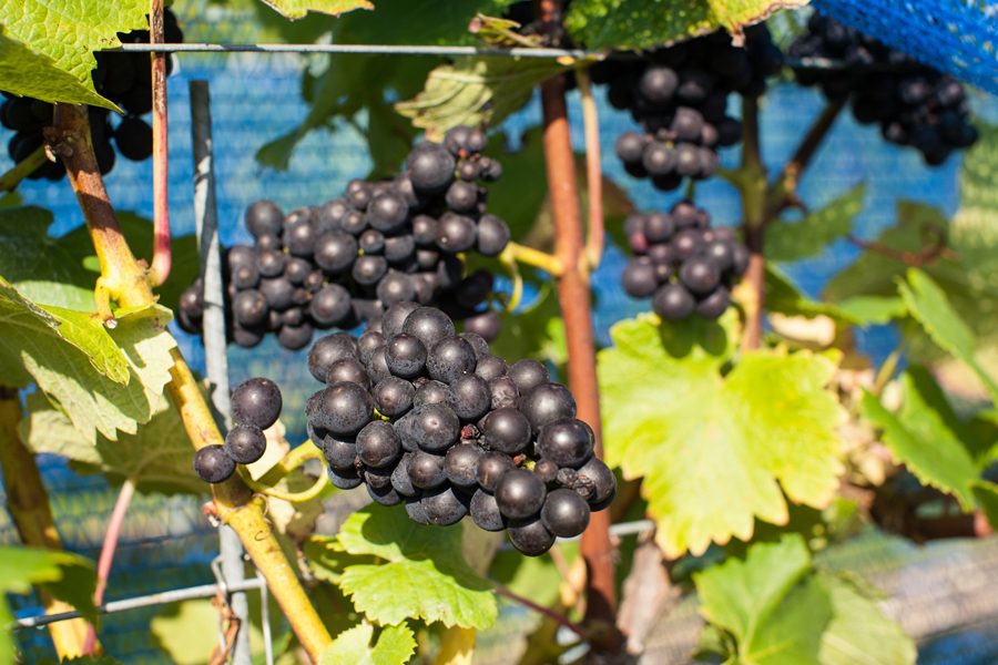 Pinot Noir