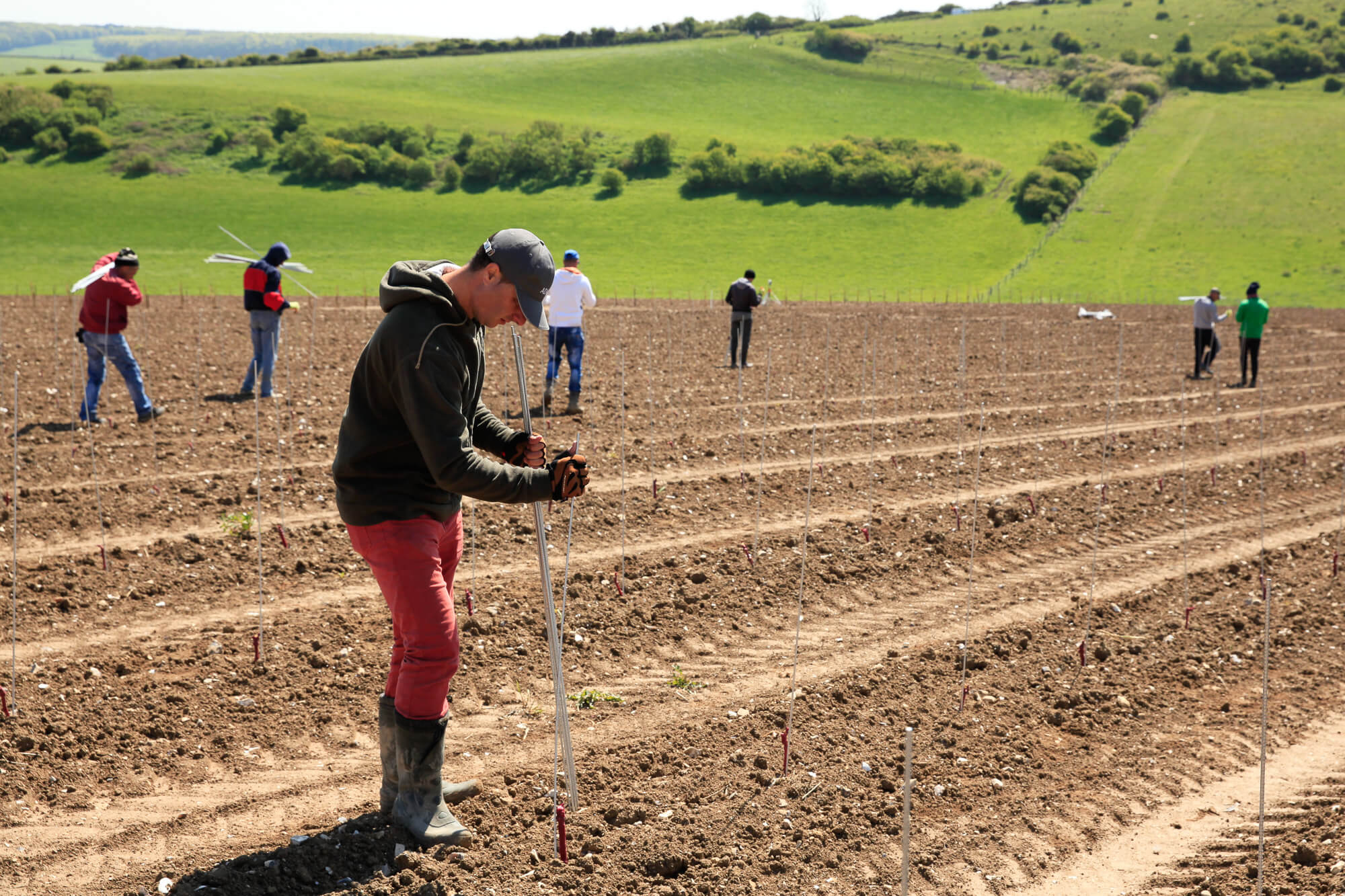 Planting on chalk soil