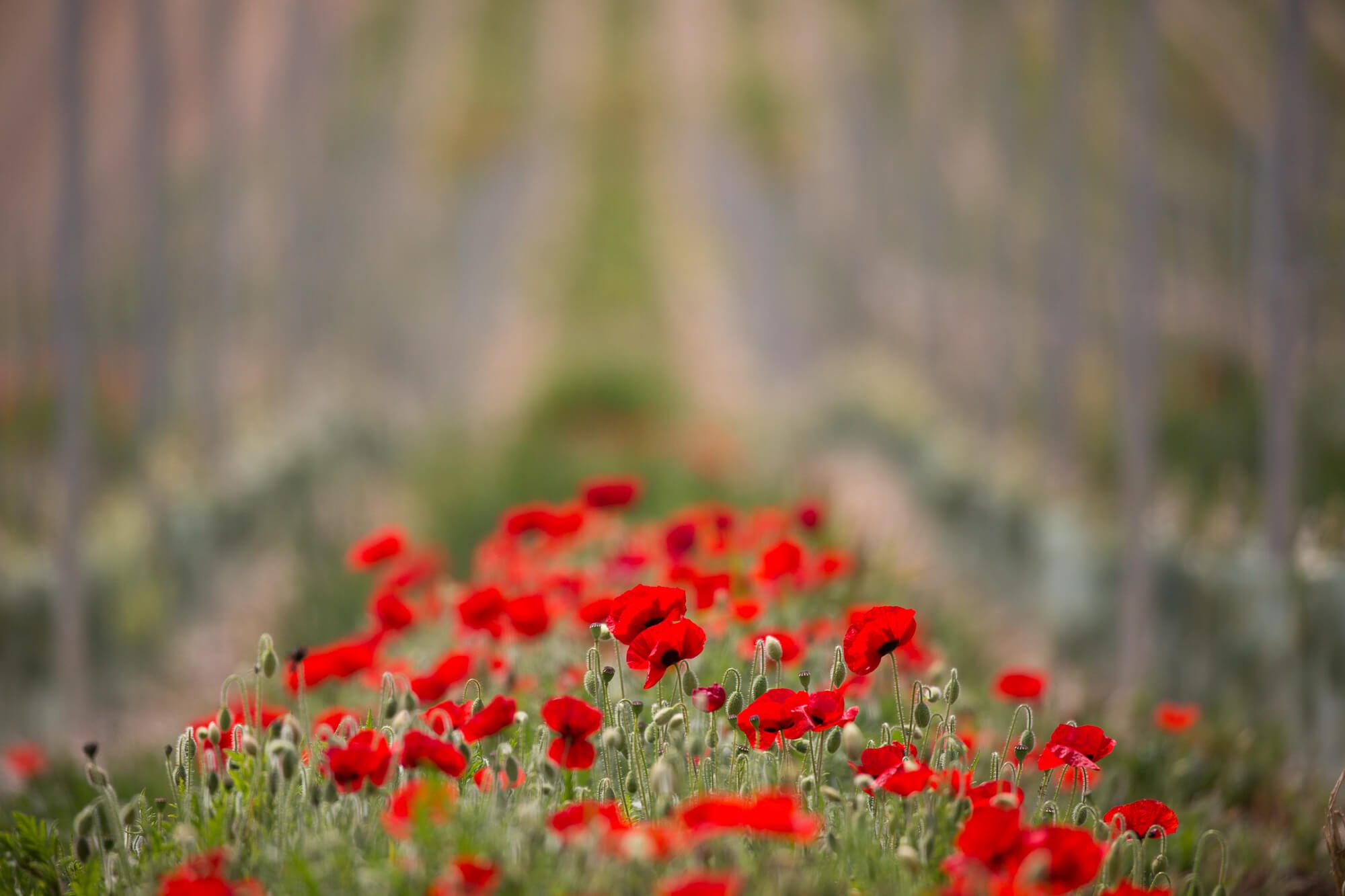 Poppies