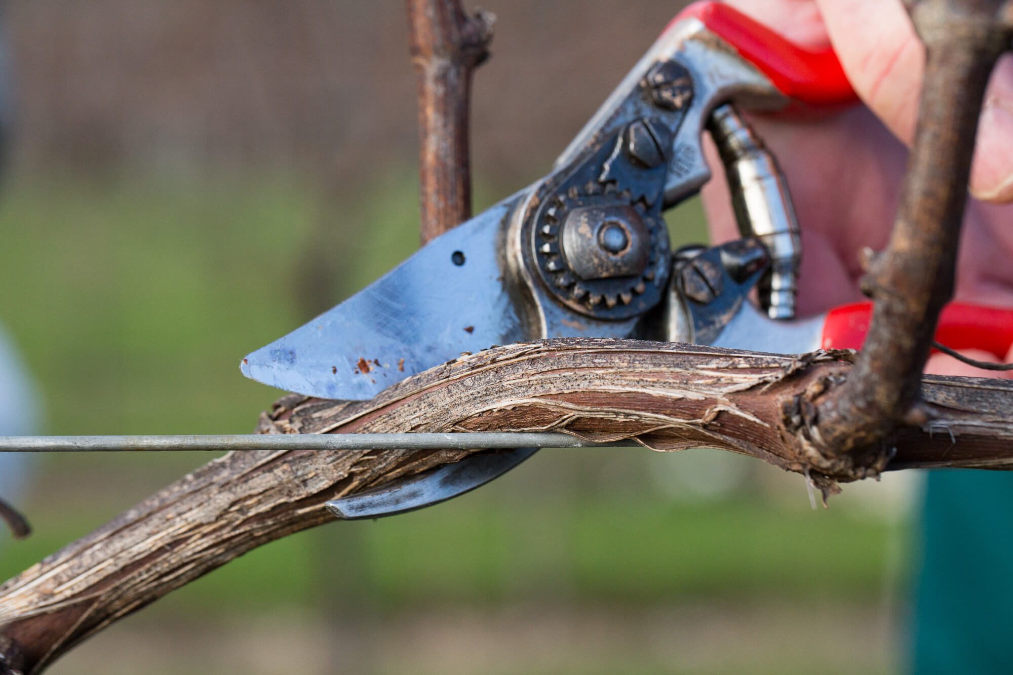 Pruning Close Up