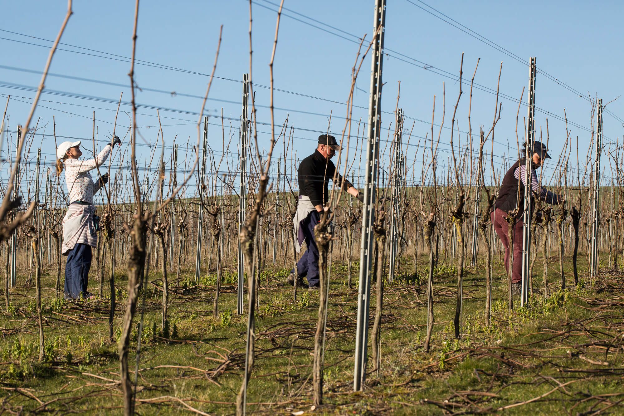 Pruning