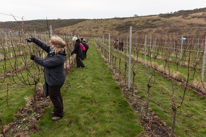 Vineyard Team Pruning