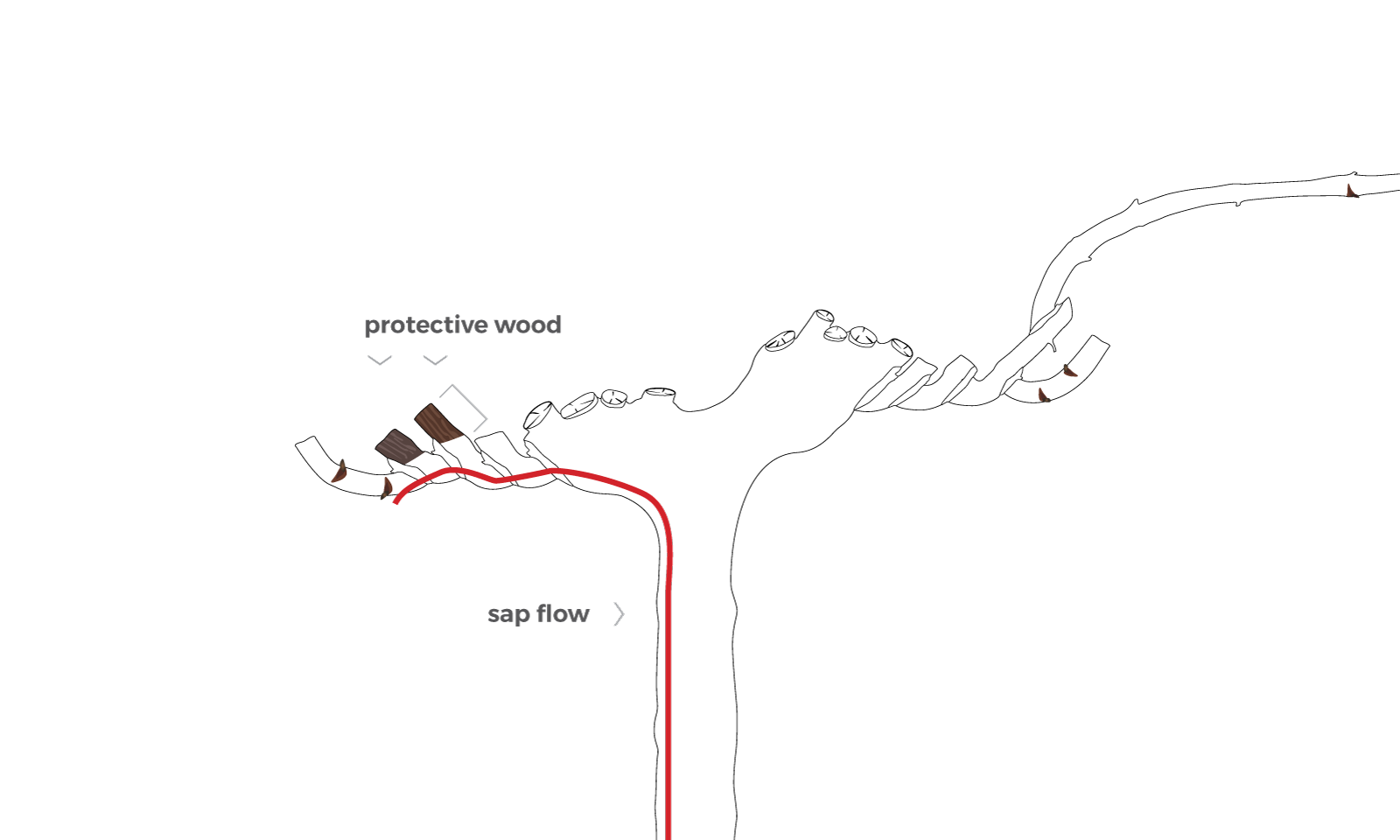 Pruning method diagram
