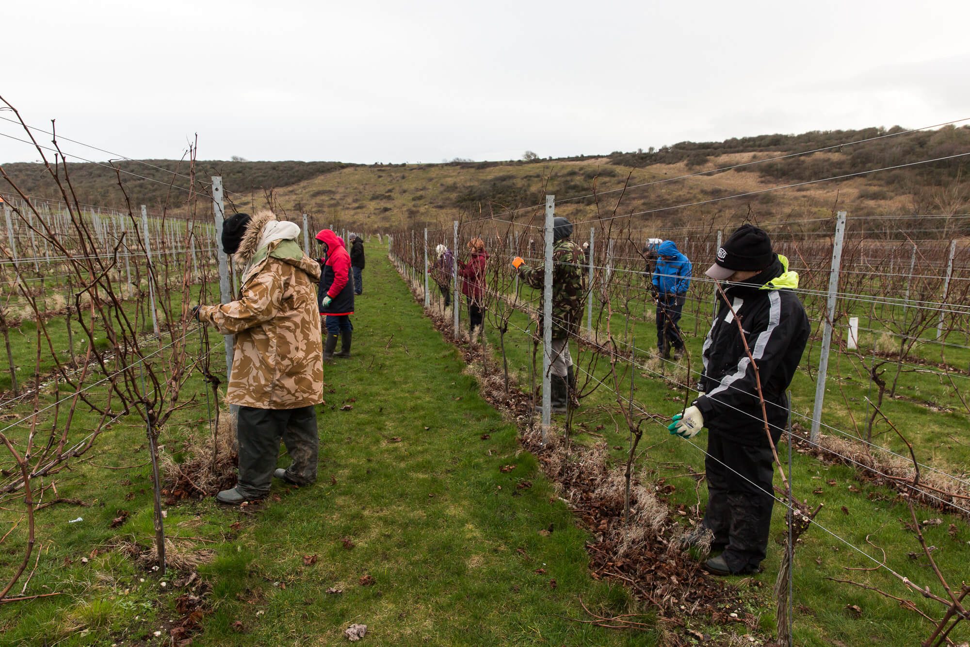 Pruning Team