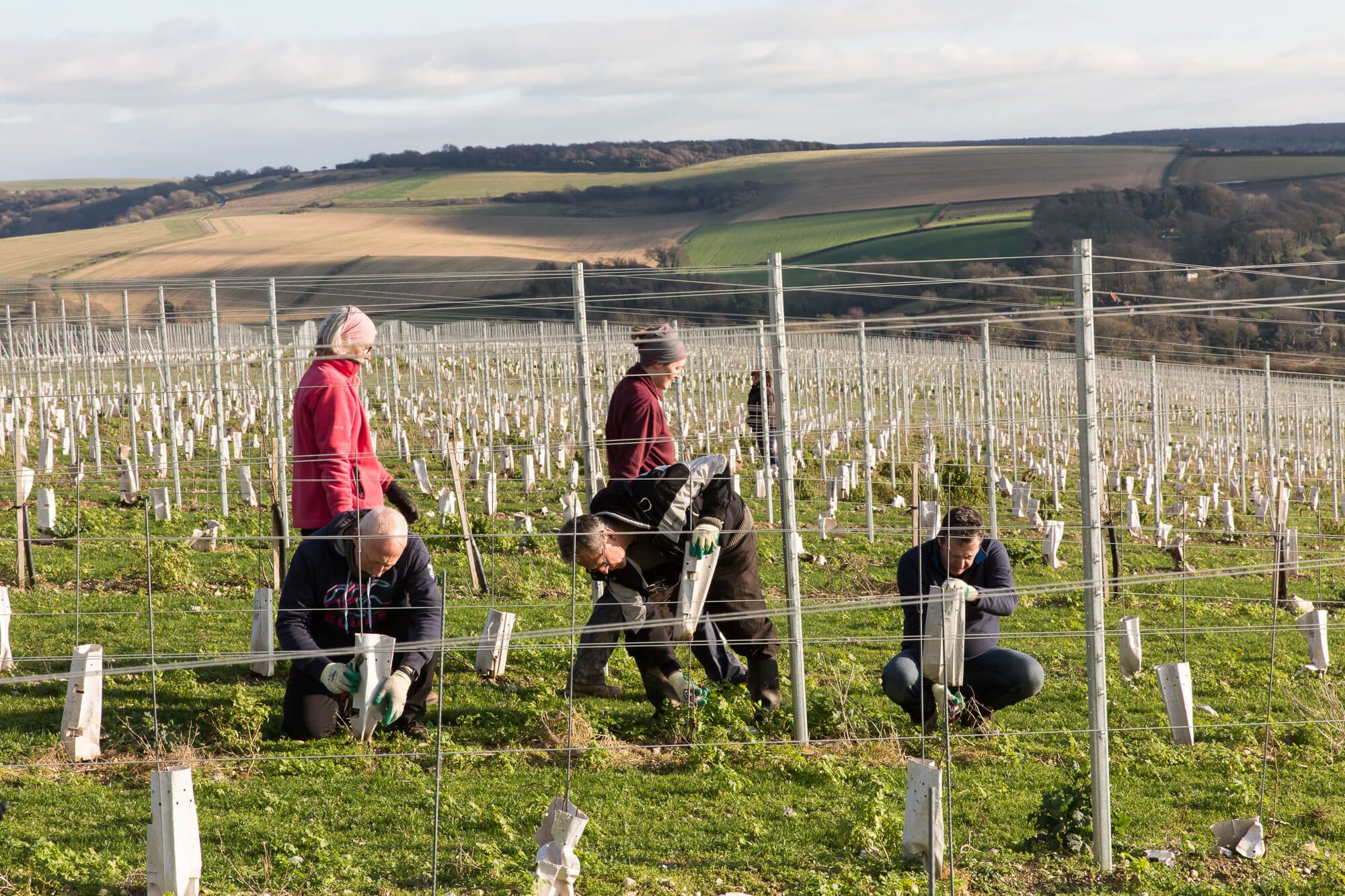 Pruning Young Vines
