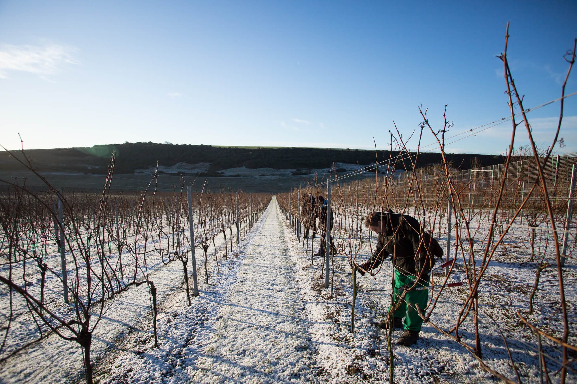 Pruning in the Snow