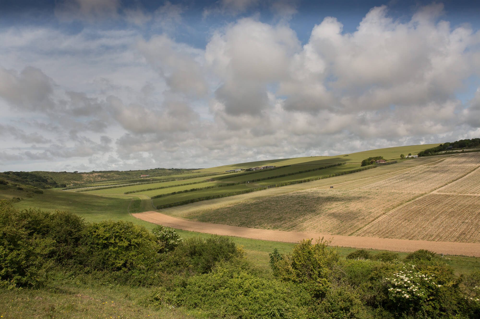 Rathfinny Vineyard