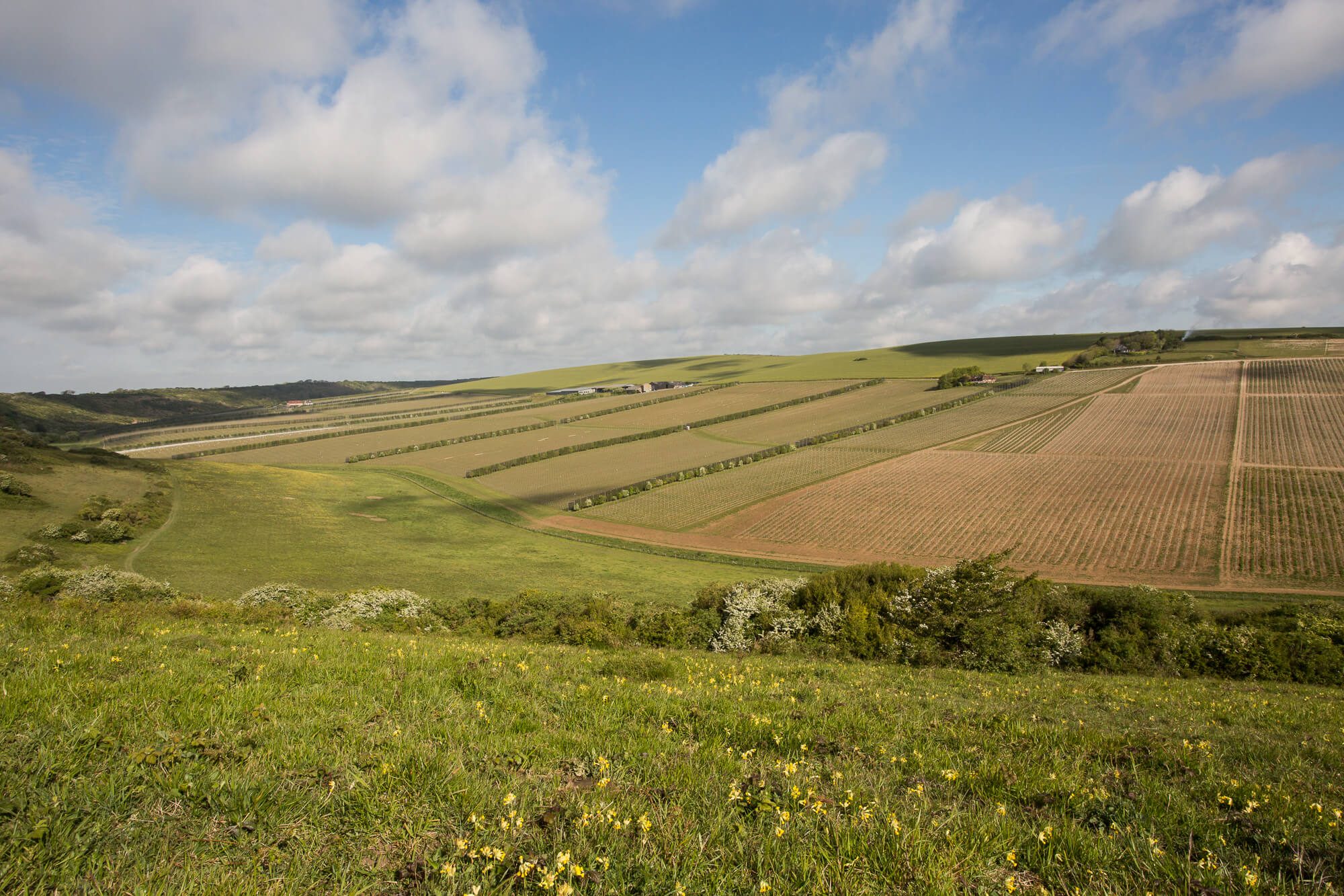 Rathfinny Vineyard