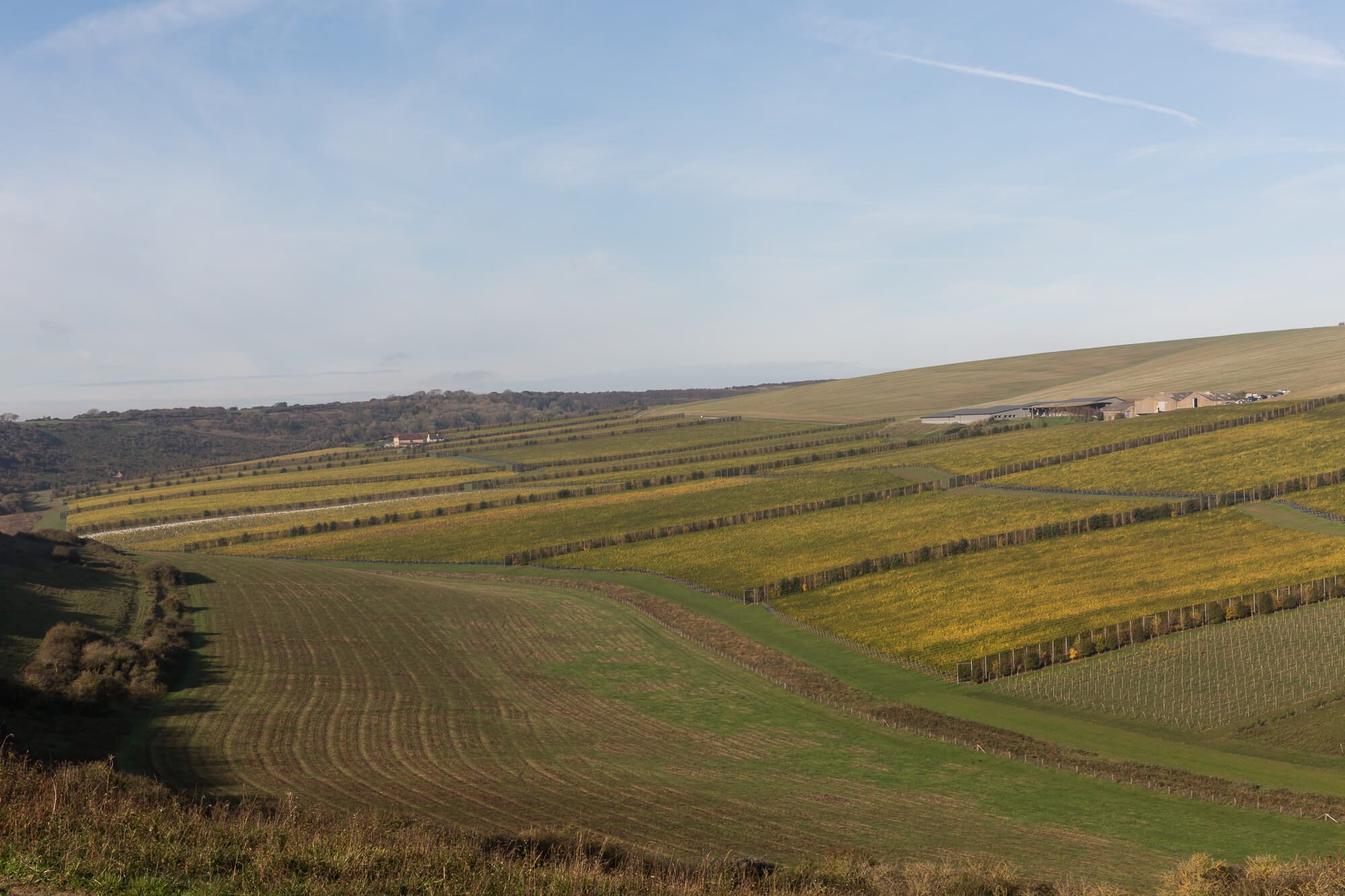Rathfinny Vineyard