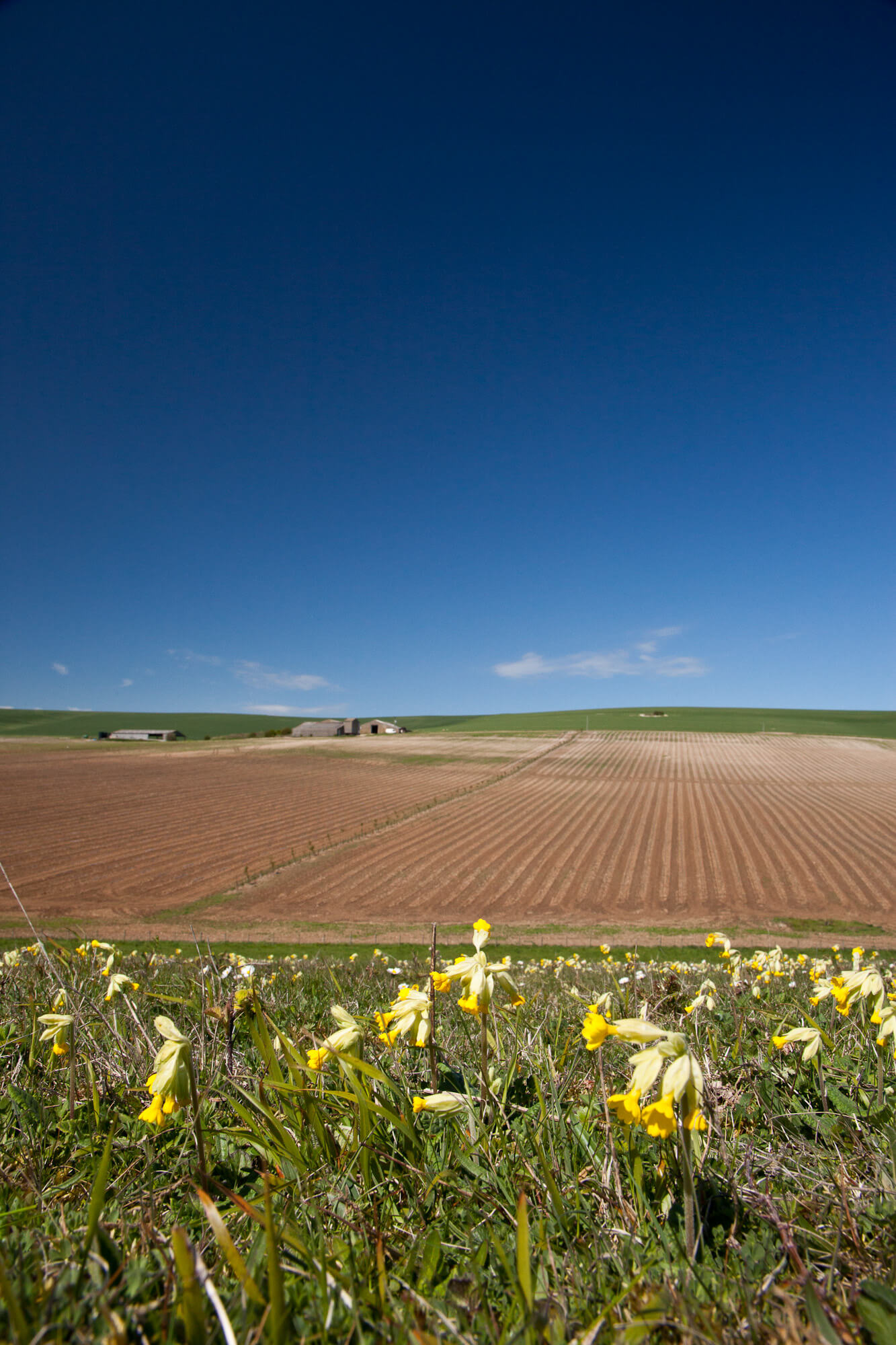 Rathfinny Vineyard