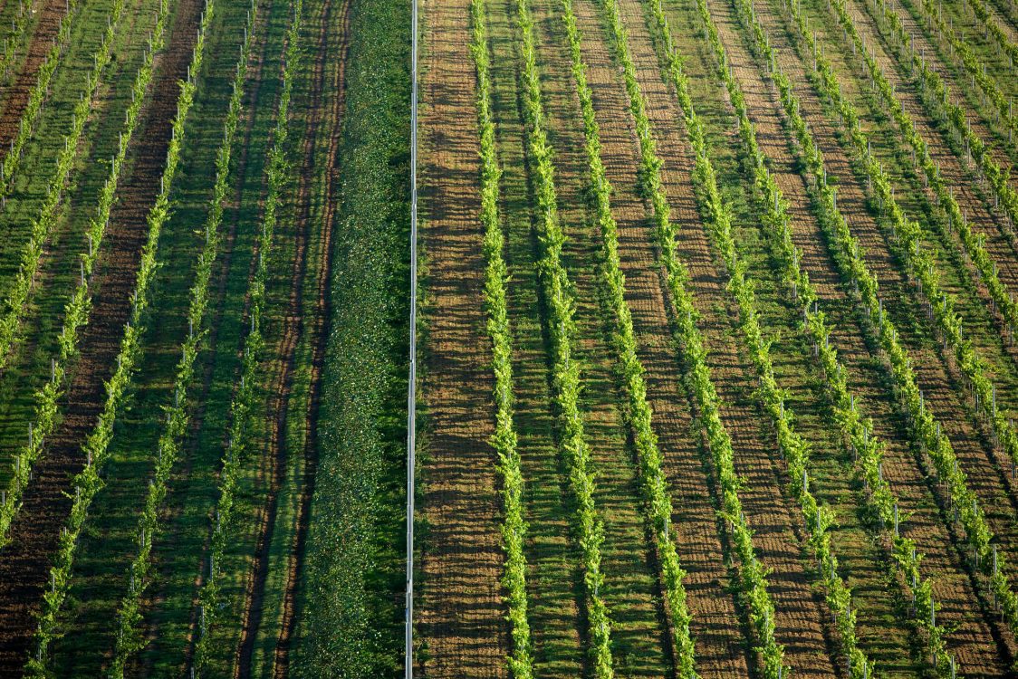 Rathfinny Vineyard