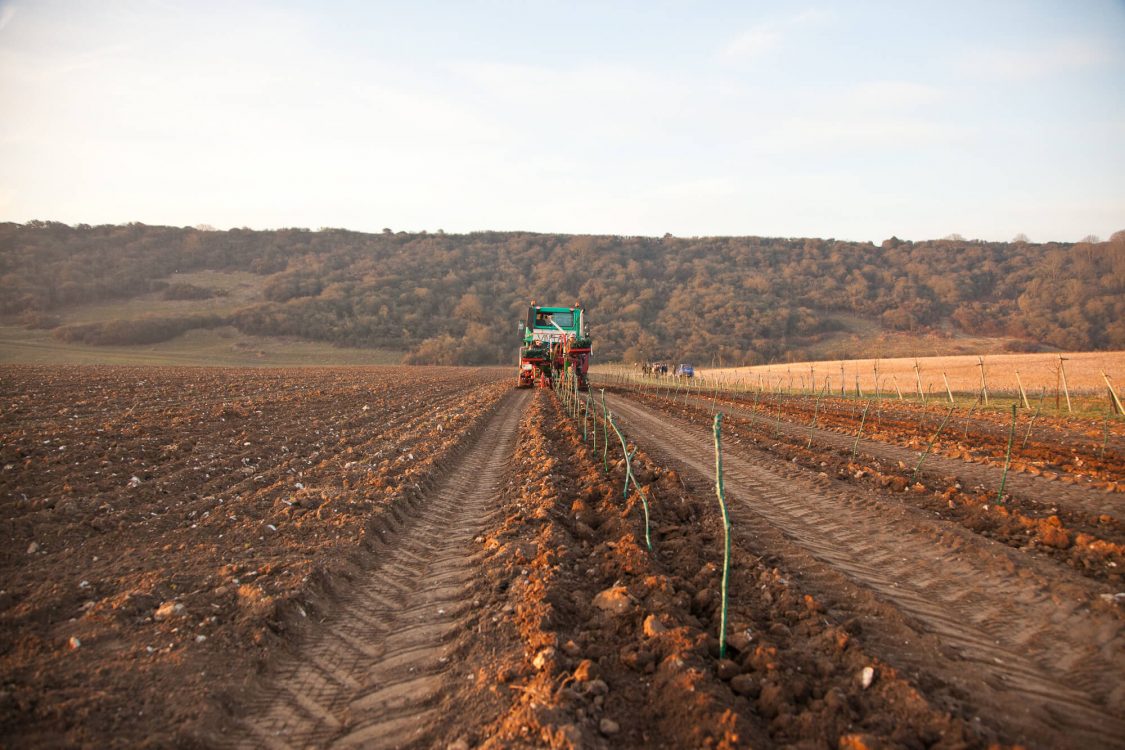 Rathfinny Vineyard 2014