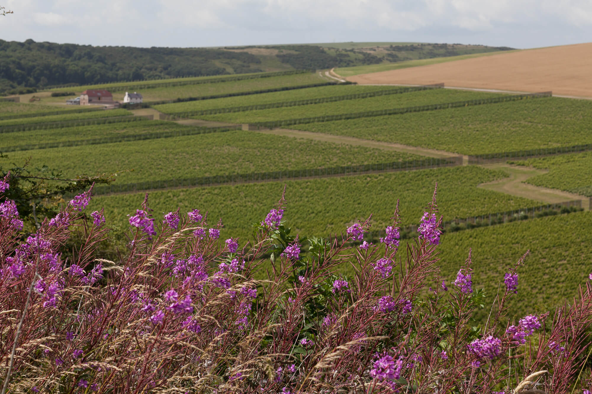 Rathfinny Wine Estate