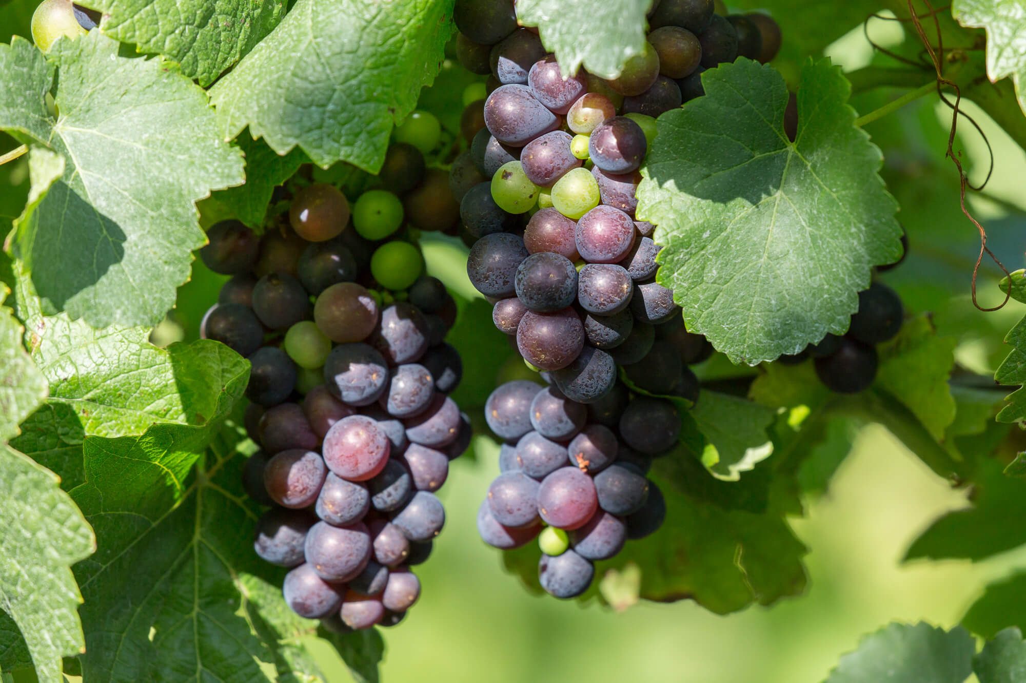 Bunch of Red Grapes