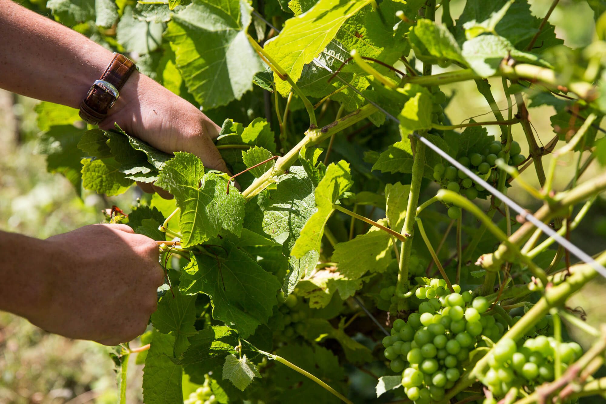 Removing Leaves