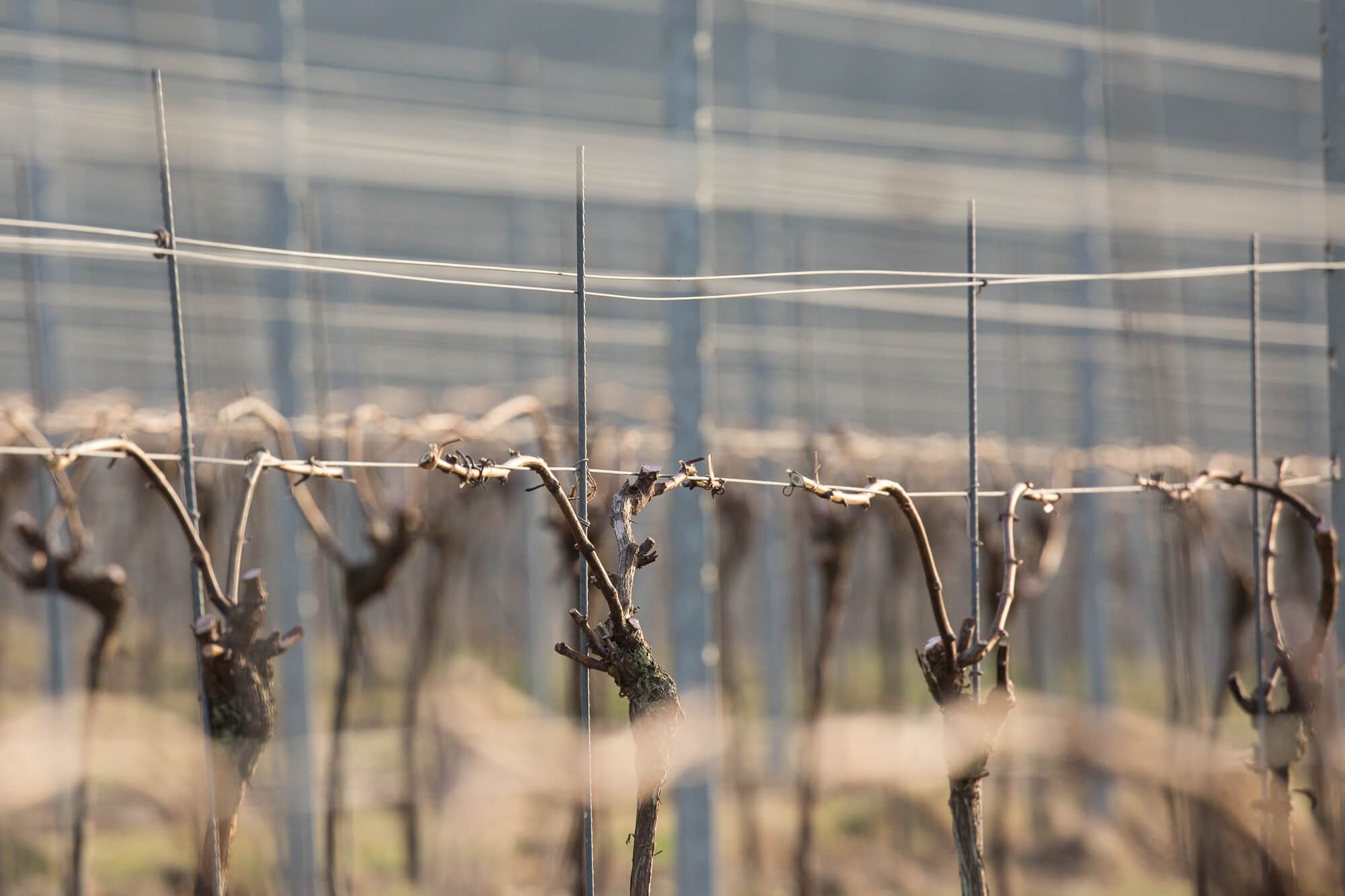 Row of Vines