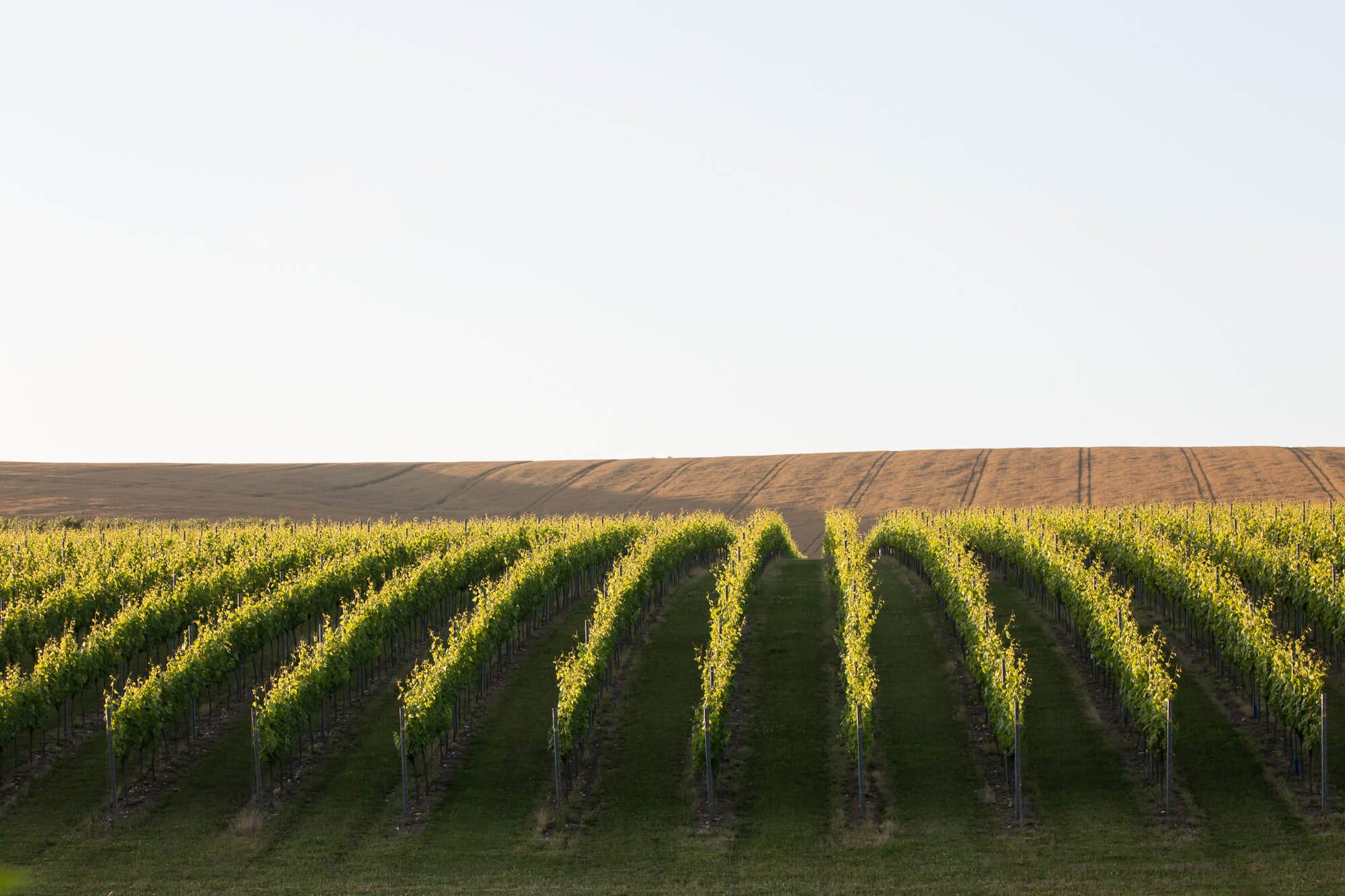 Rows of Vines