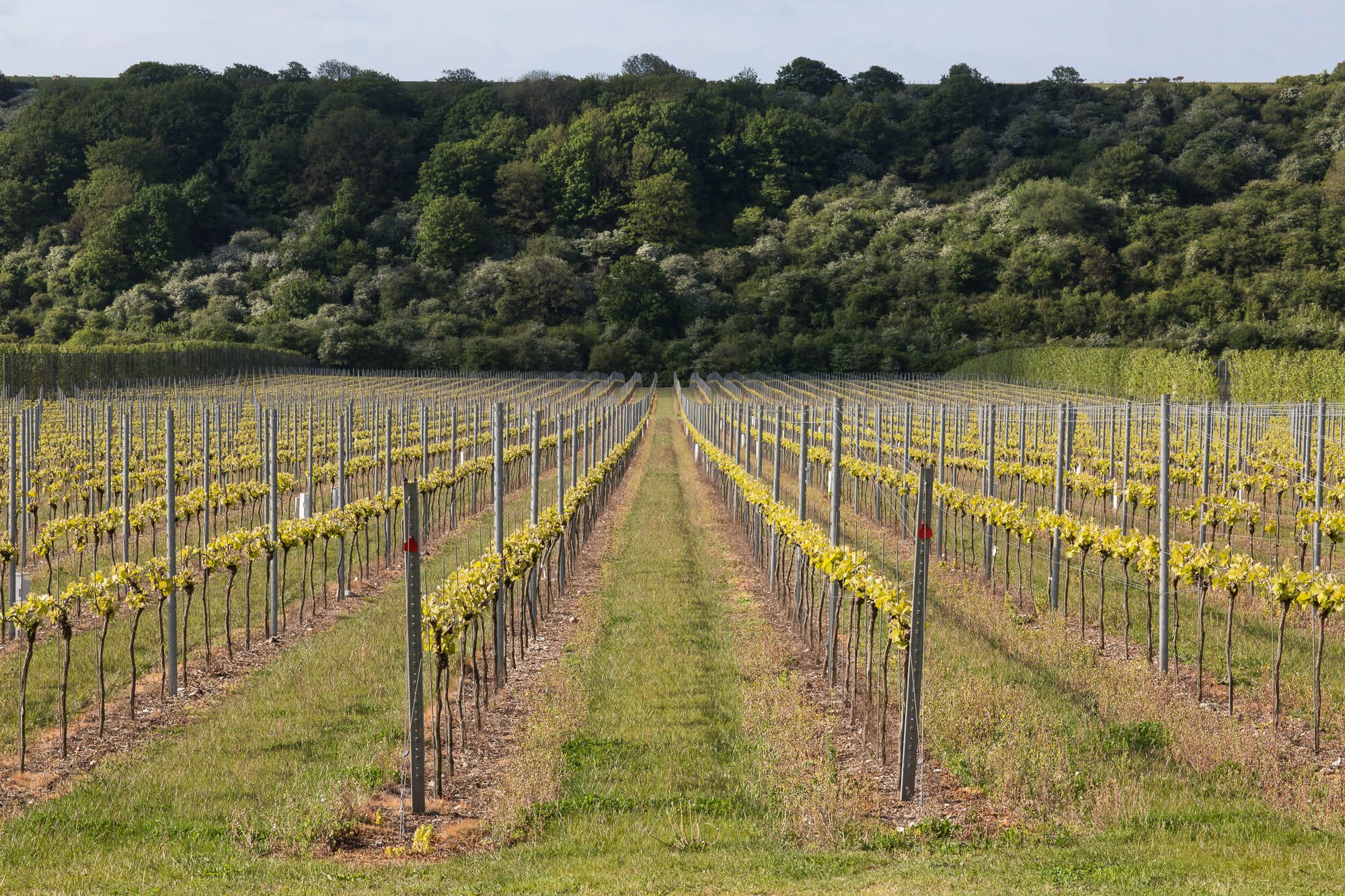 Rows of Vines