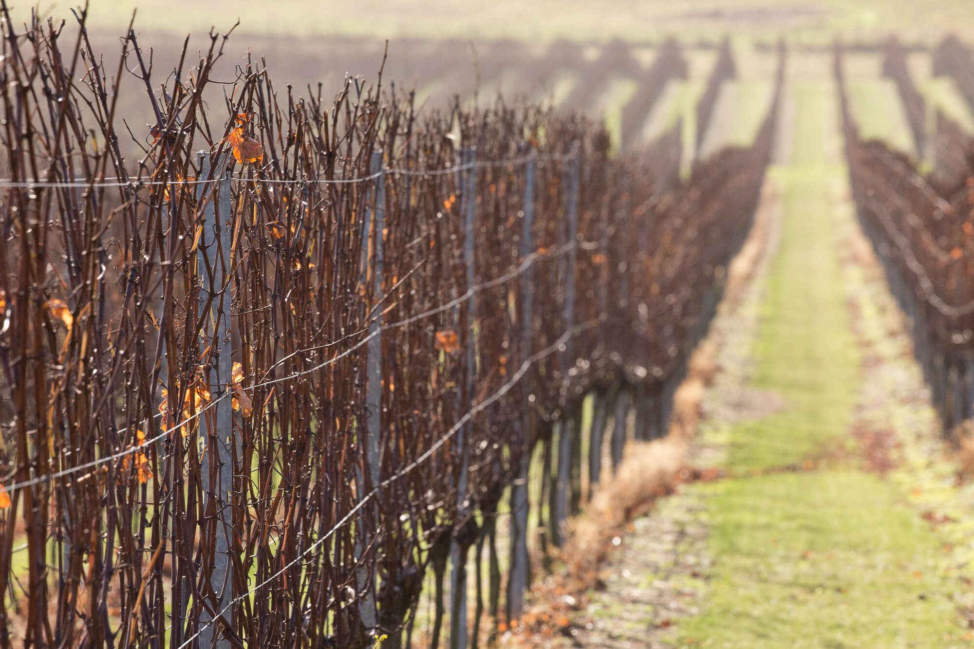 Rows of Vines