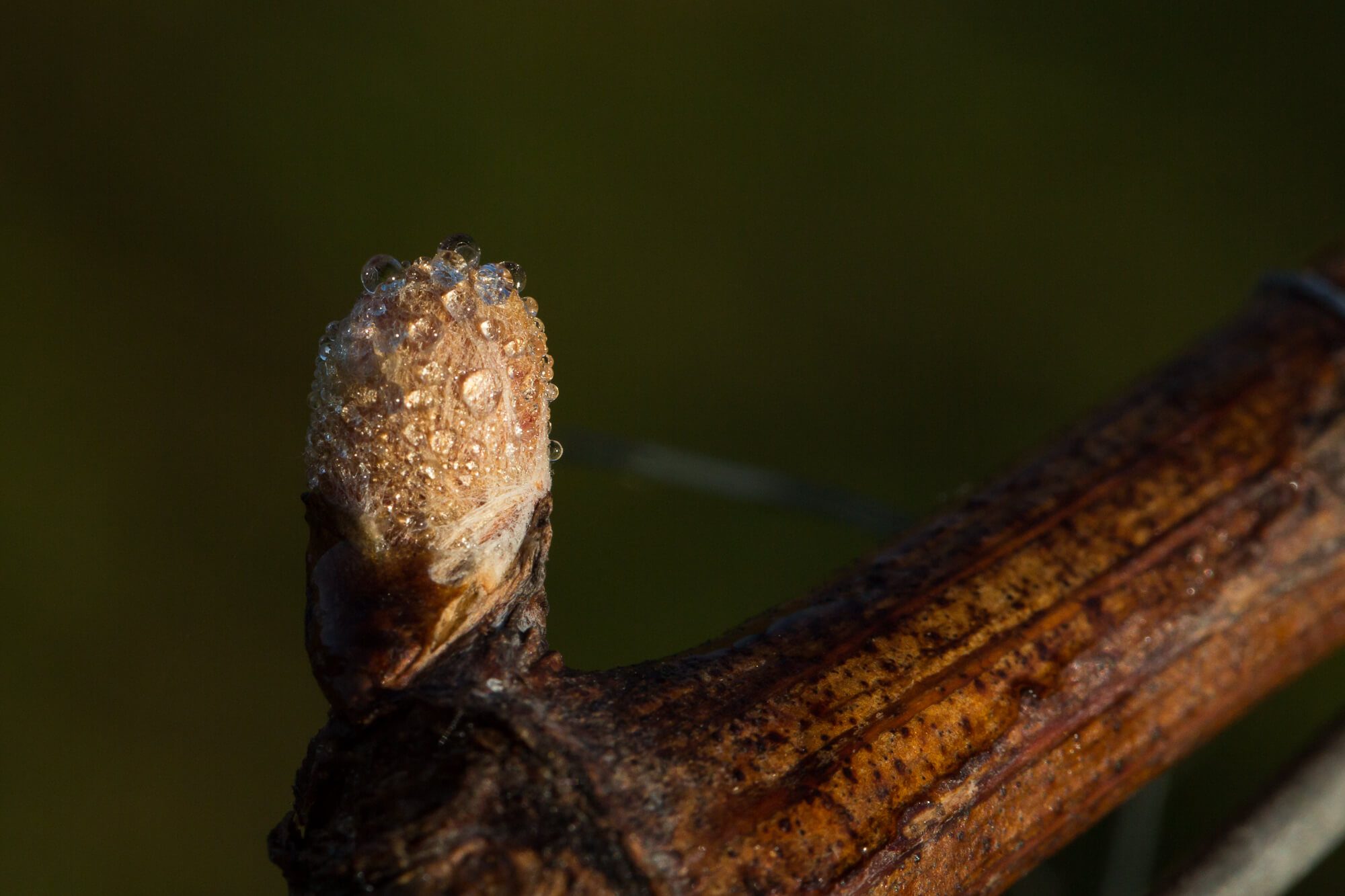 Sap on Vine