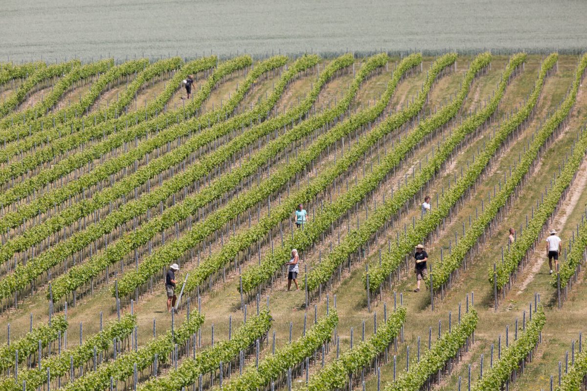 Social Distanced Vineyard Maintenance