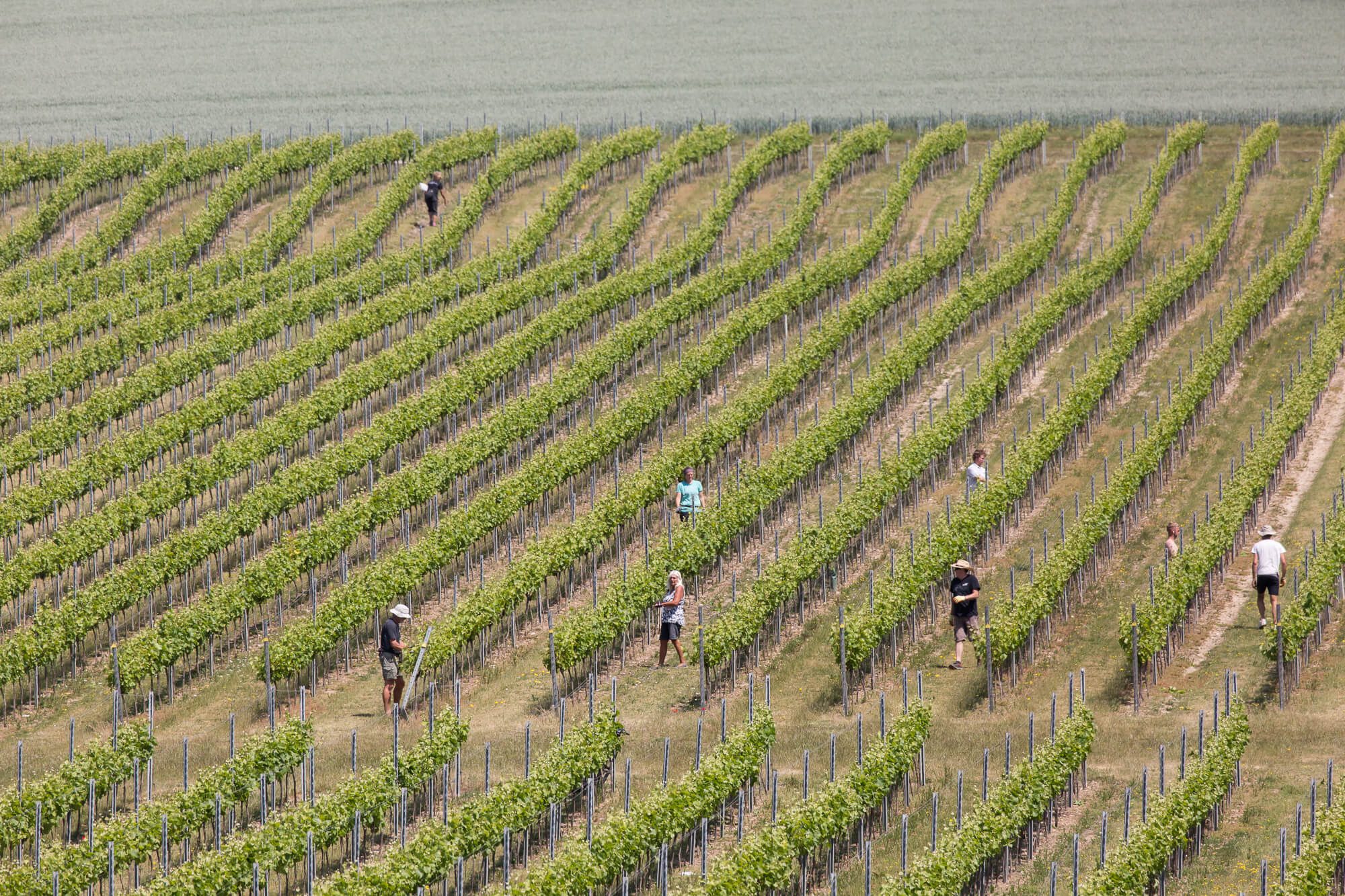 Social Distanced Vineyard Maintenance