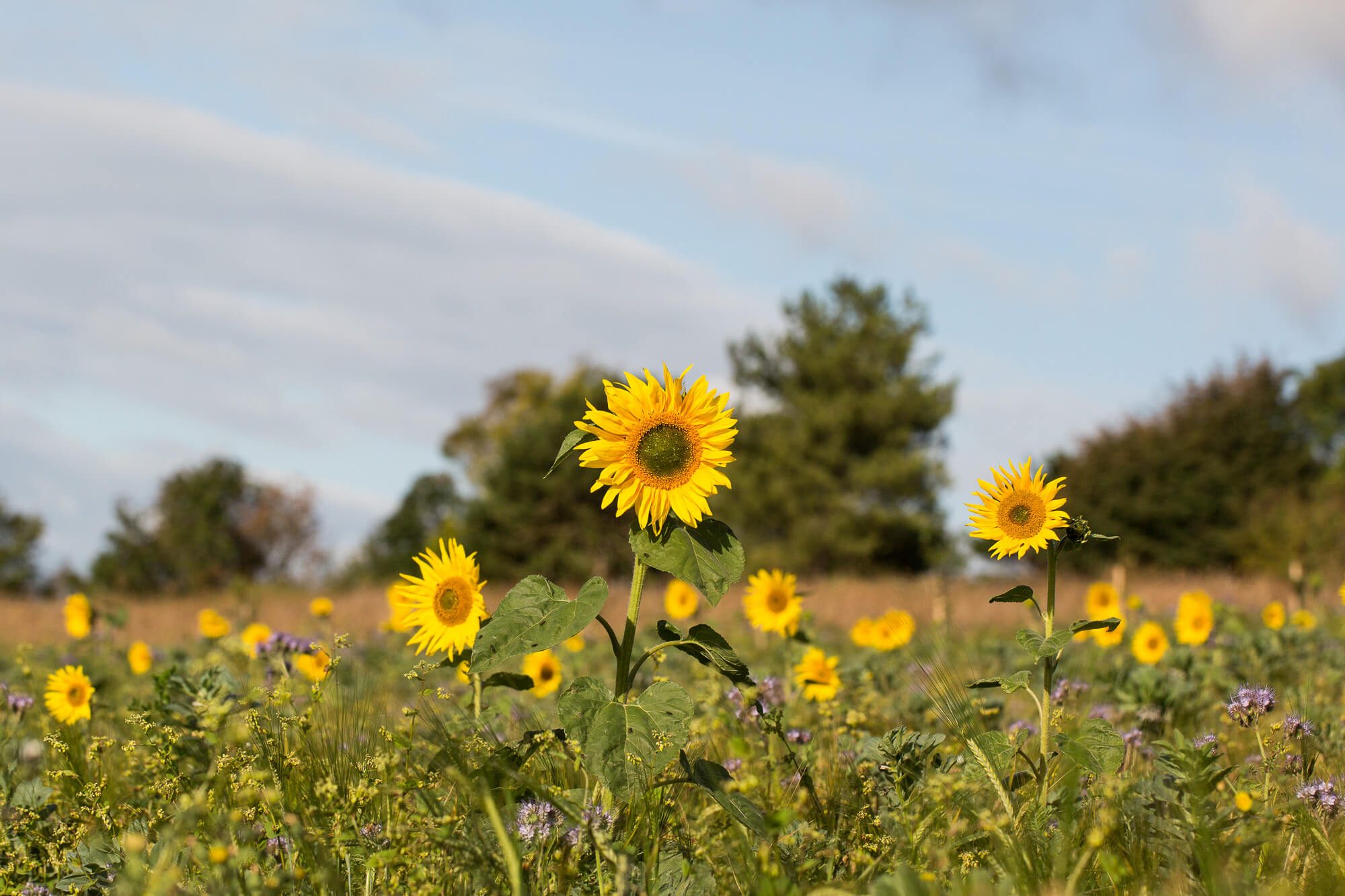 Sunflowers