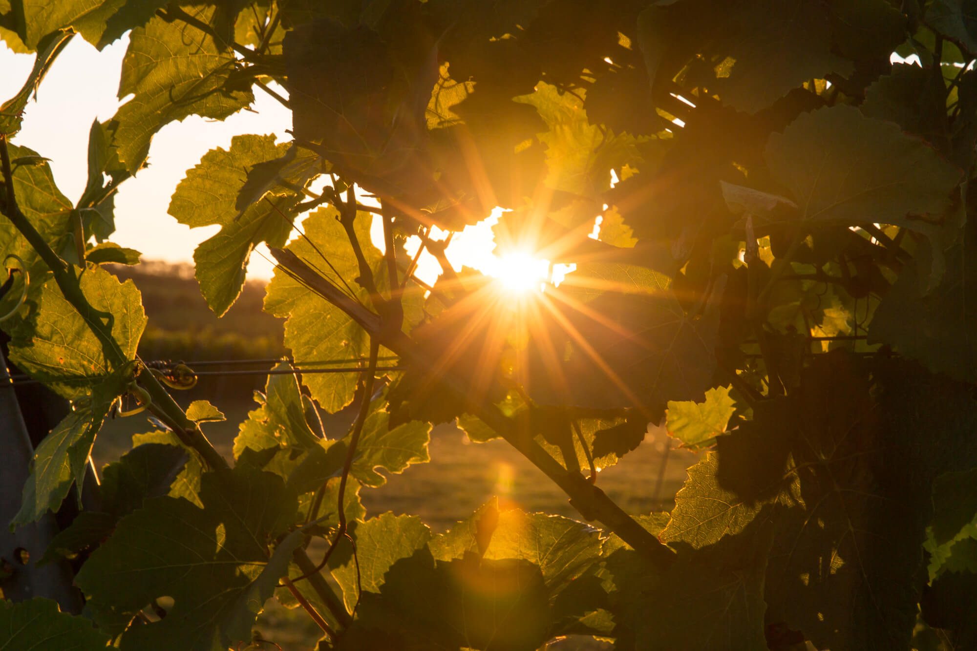 Sunlight through the Trees