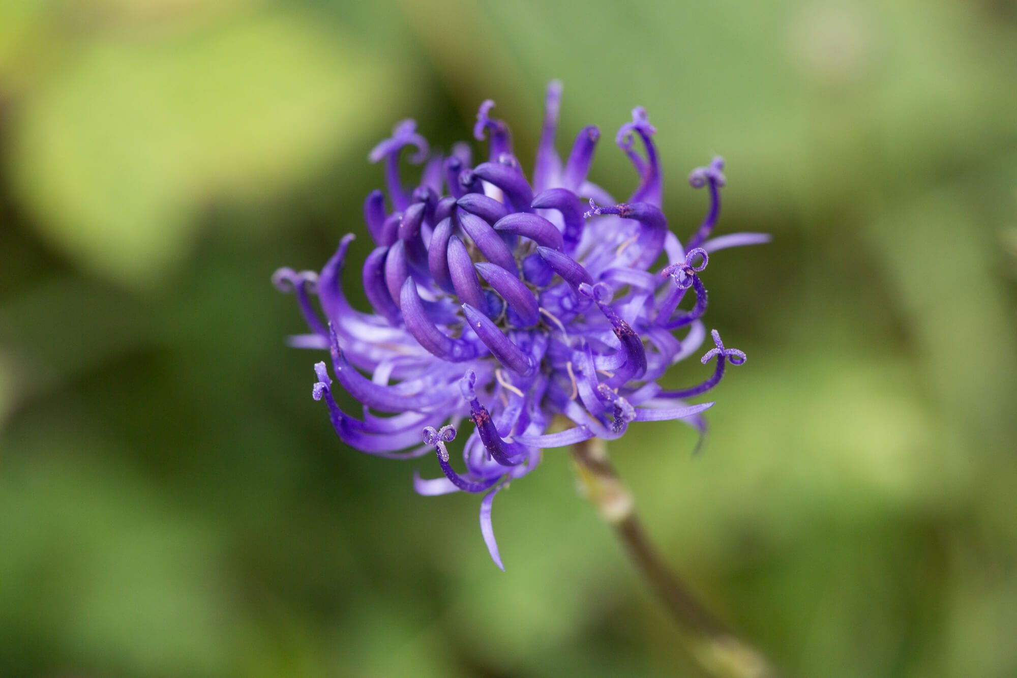 Purple Flower