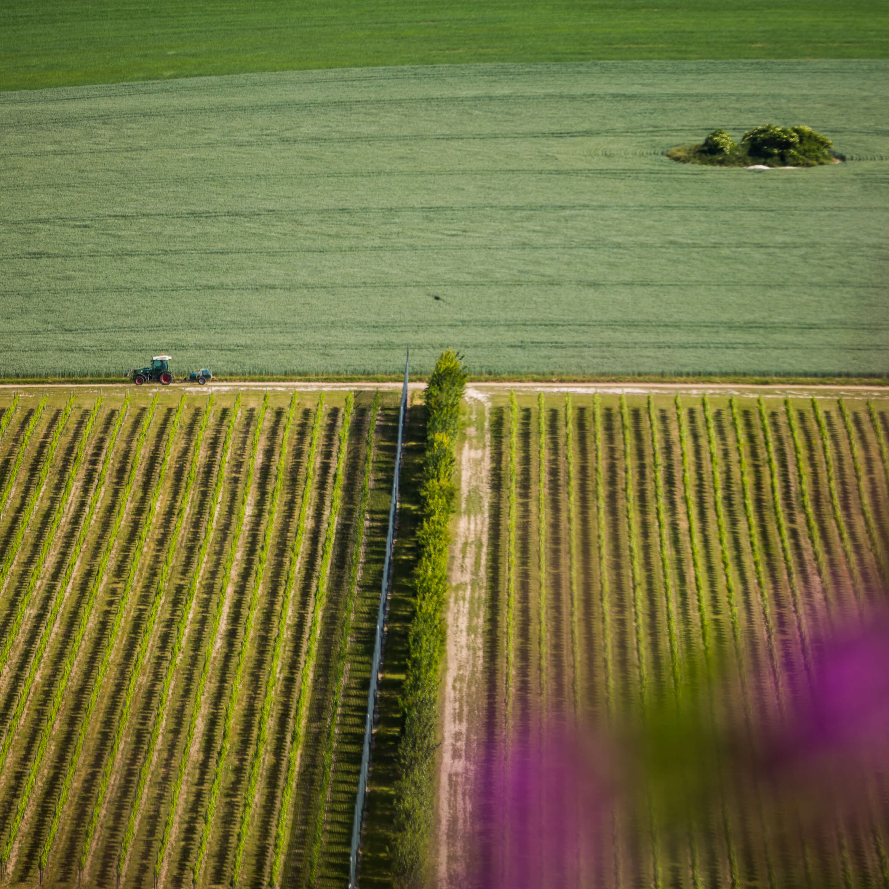 Sussex Vineyard