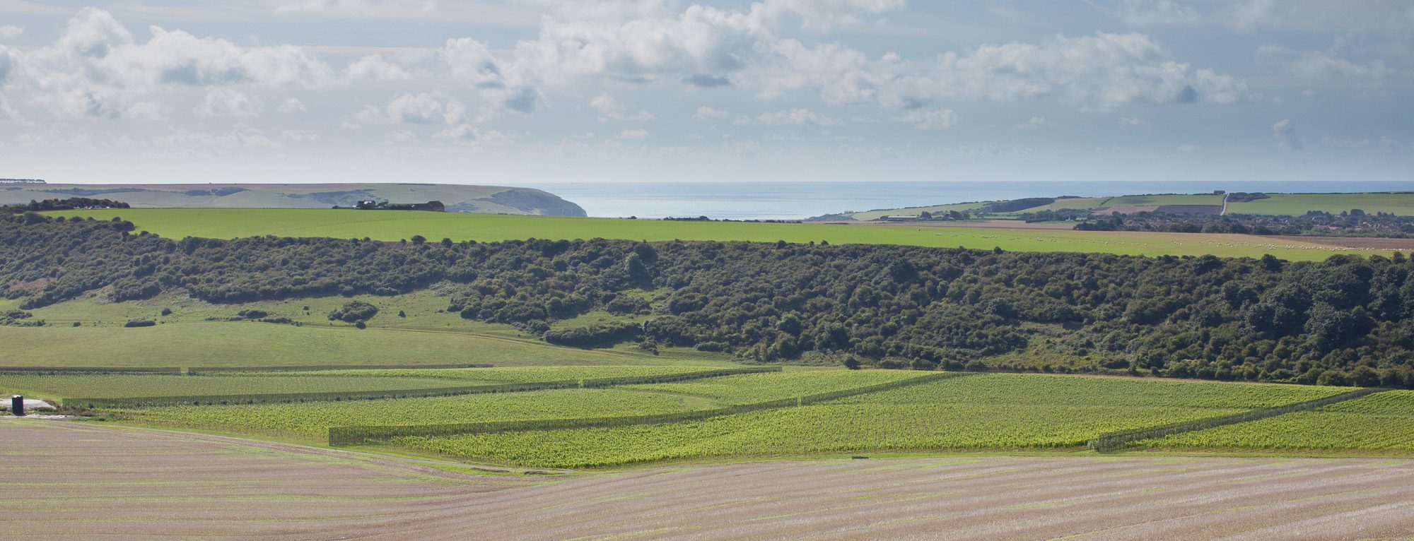 Vineyard View
