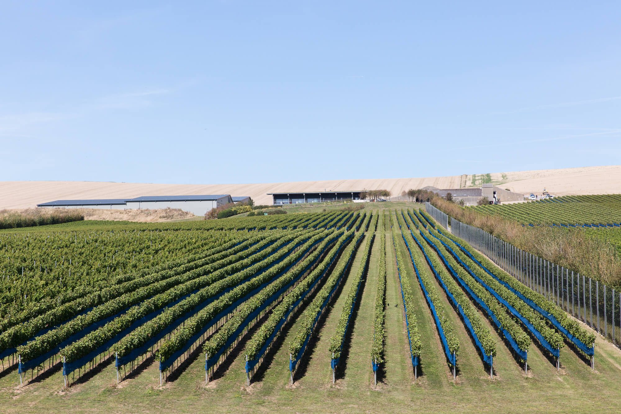 Tasting Room and Vineyard