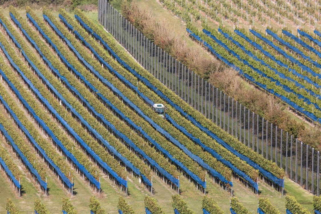 Tractor Among Vines