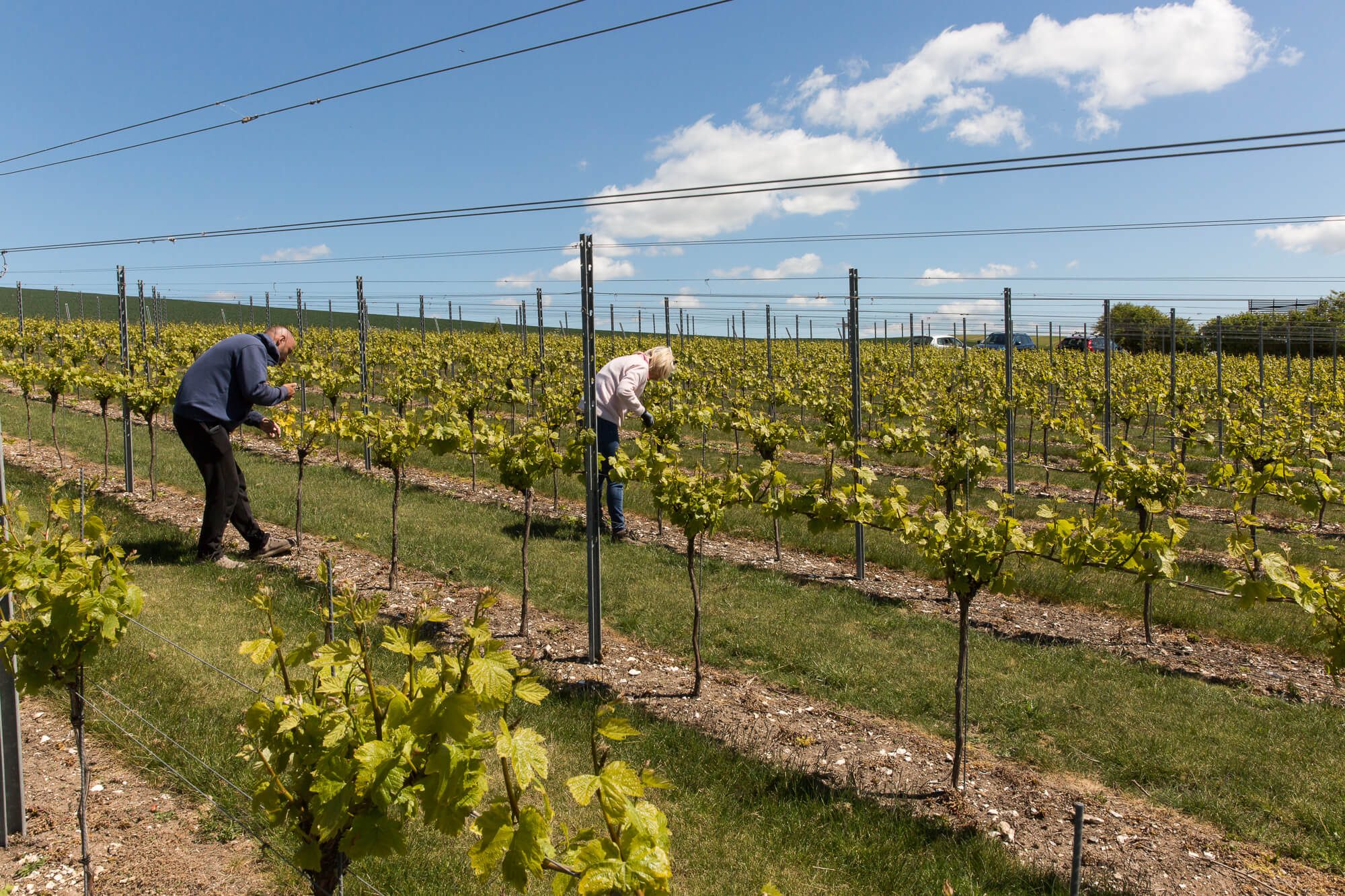 Two People and Vines