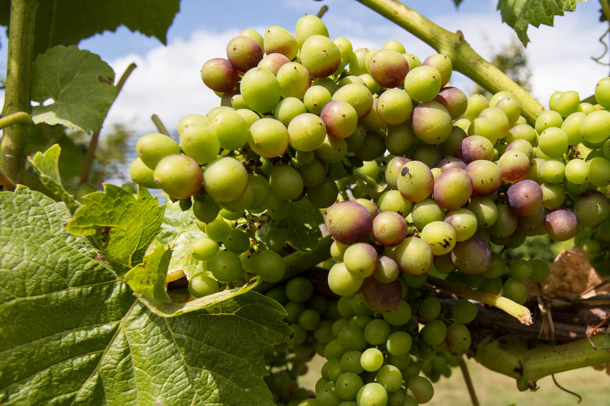 Veraison