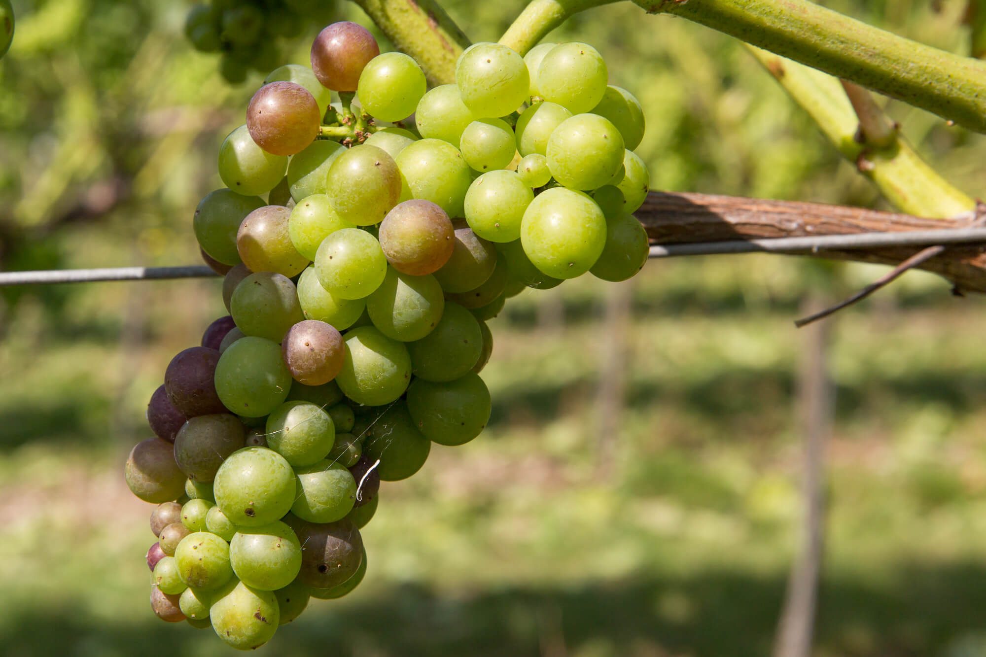 Veraison