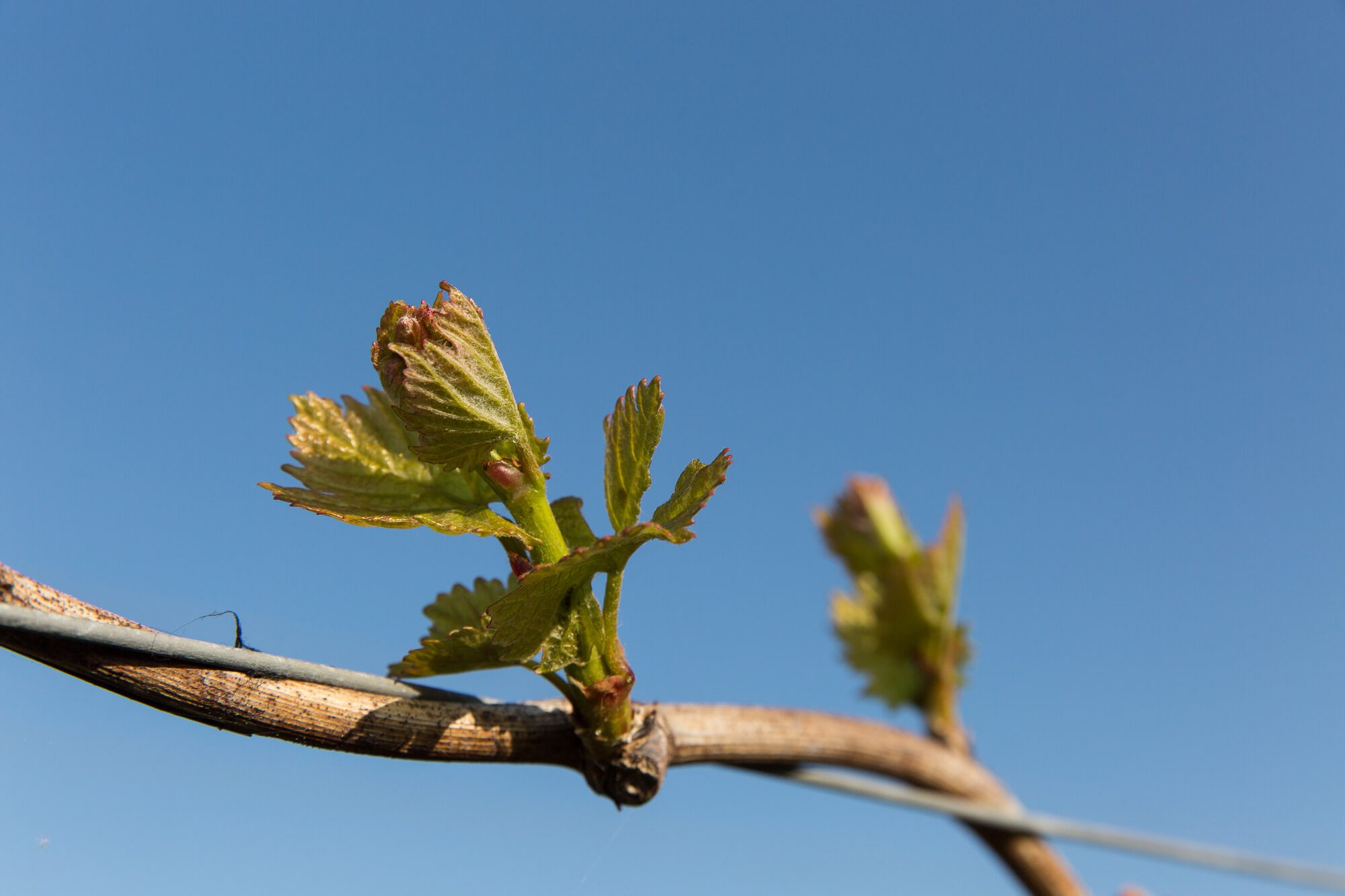 Vine Against Blue Sky