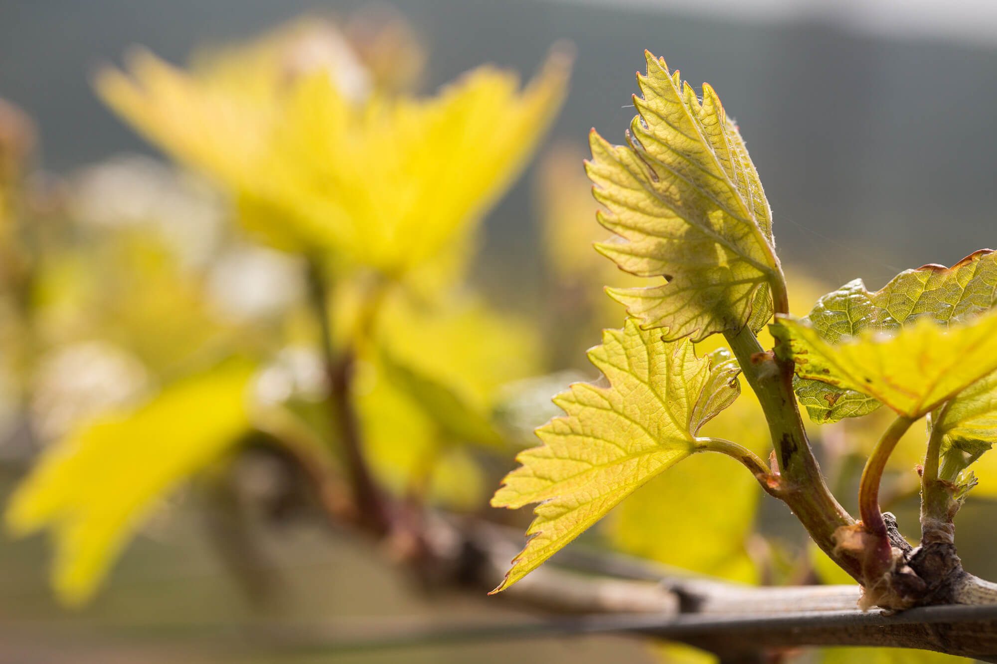 Vine Leaves