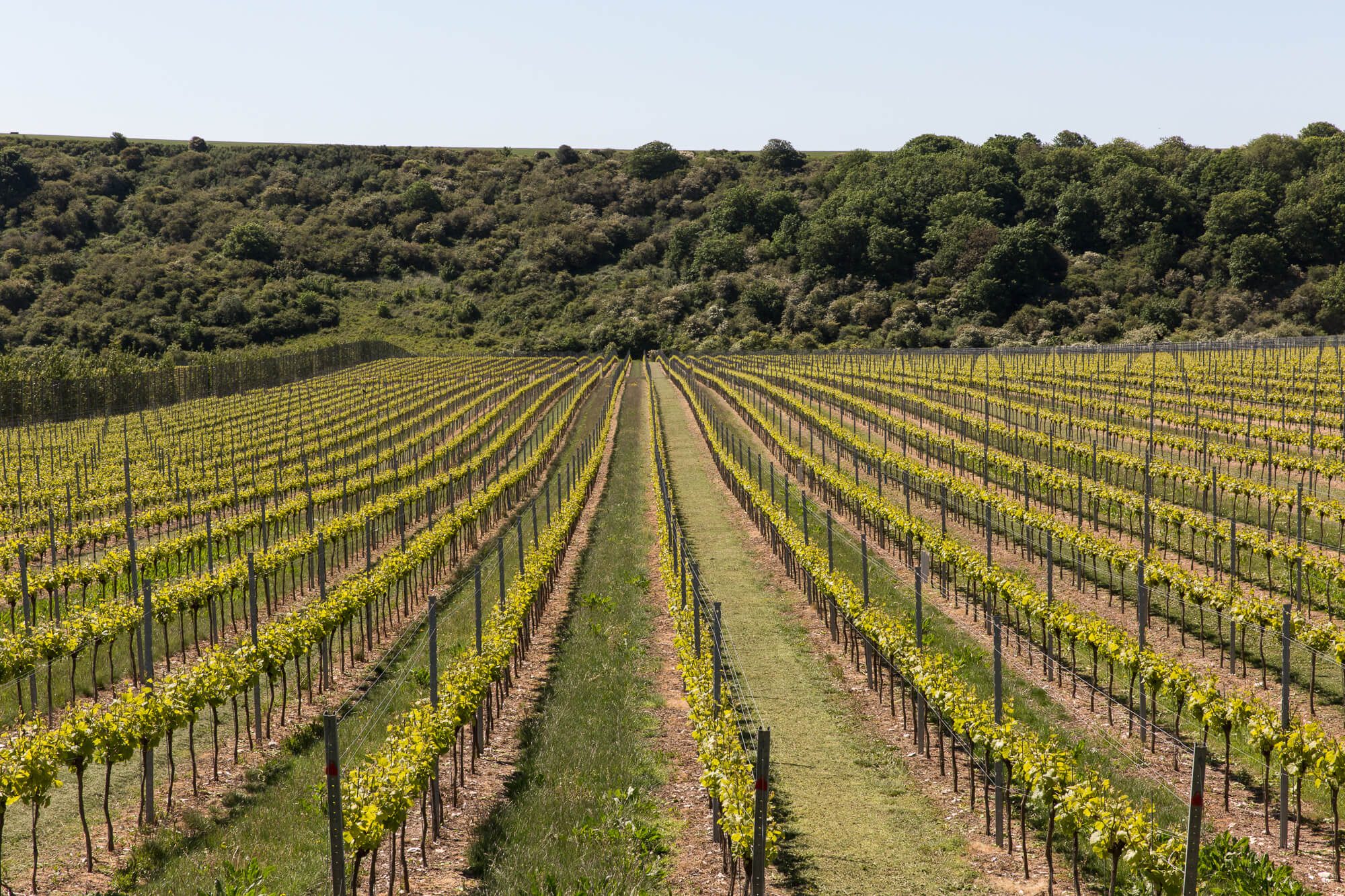 Rows of vines