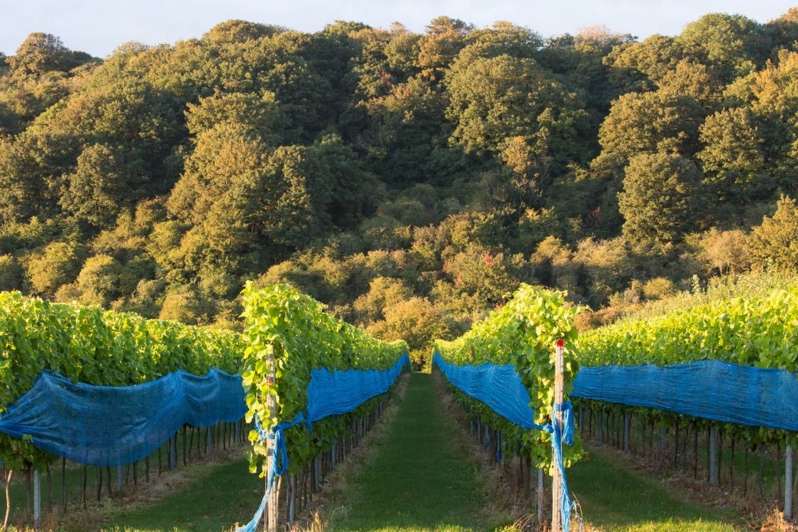 Vines Covered in Netting